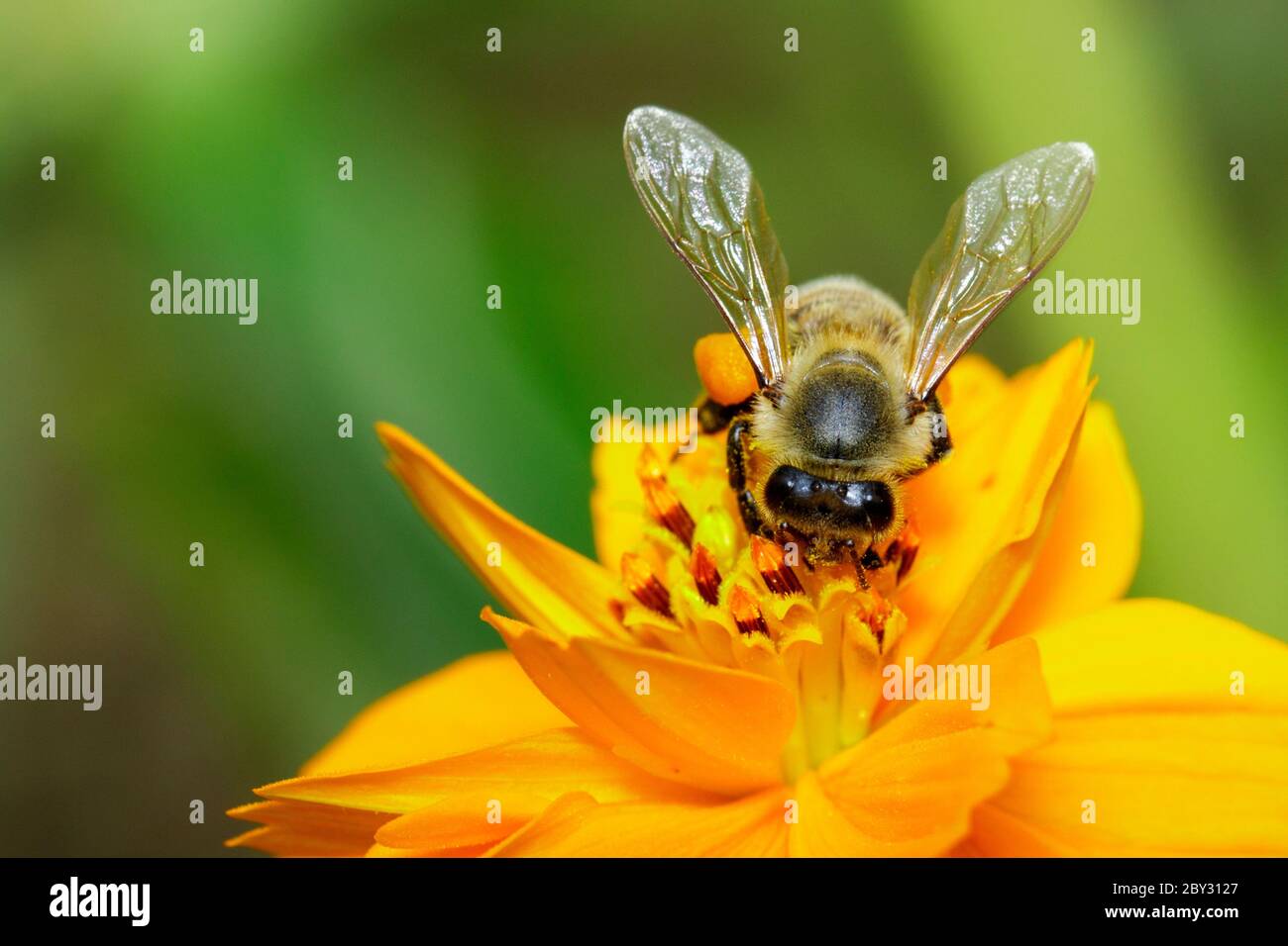 Image de l'abeille ou de l'abeille sur la fleur jaune recueille le nectar. Abeille dorée sur pollen de fleur. Insecte. Animal Banque D'Images
