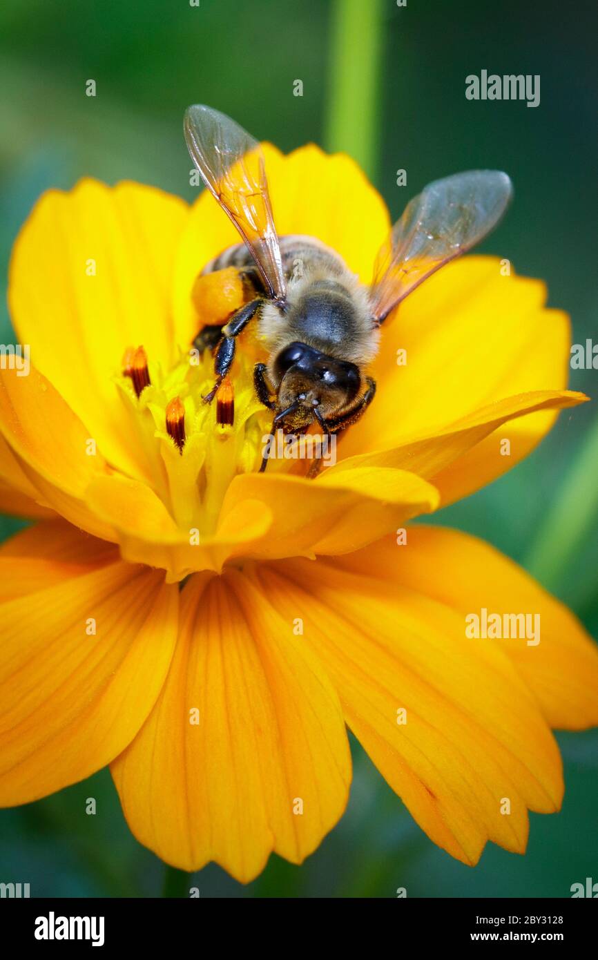 Image de l'abeille ou de l'abeille sur la fleur jaune recueille le nectar. Abeille dorée sur pollen de fleur. Insecte. Animal Banque D'Images