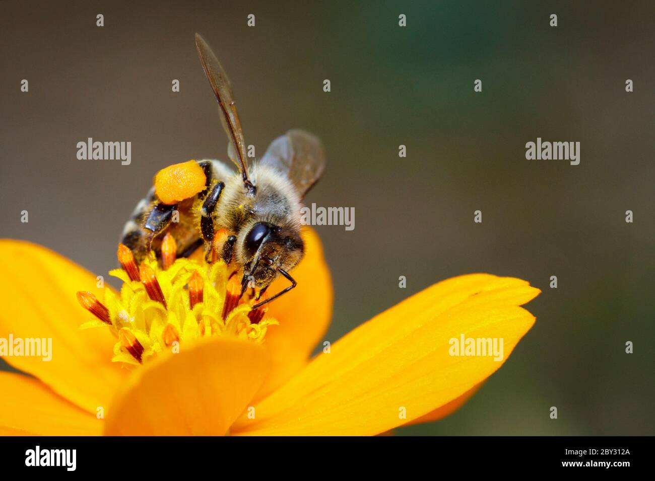 Image de l'abeille ou de l'abeille sur la fleur jaune recueille le nectar. Abeille dorée sur pollen de fleur. Insecte. Animal Banque D'Images