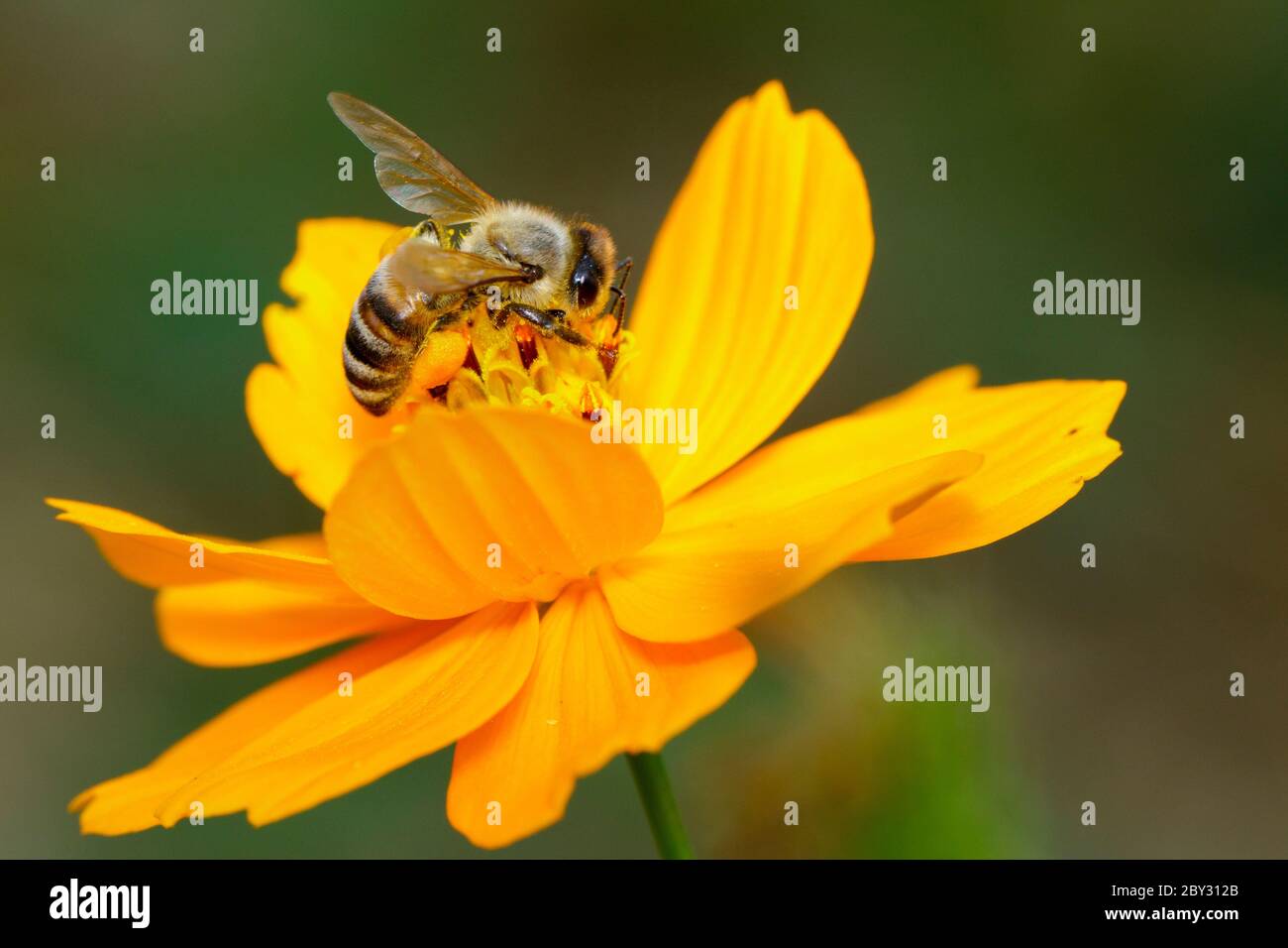 Image de l'abeille ou de l'abeille sur la fleur jaune recueille le nectar. Abeille dorée sur pollen de fleur. Insecte. Animal Banque D'Images