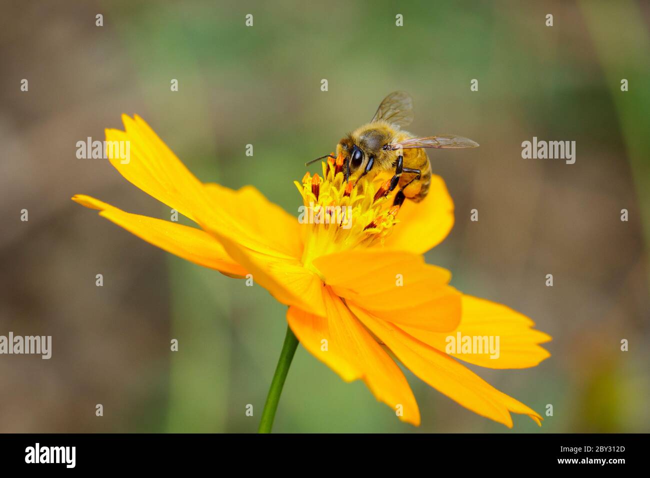 Image de l'abeille ou de l'abeille sur la fleur jaune recueille le nectar. Abeille dorée sur pollen de fleur. Insecte. Animal Banque D'Images