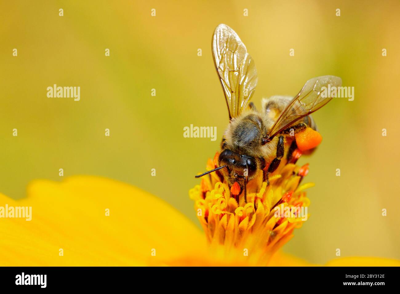 Image de l'abeille ou de l'abeille sur la fleur jaune recueille le nectar. Abeille dorée sur pollen de fleur. Insecte. Animal Banque D'Images