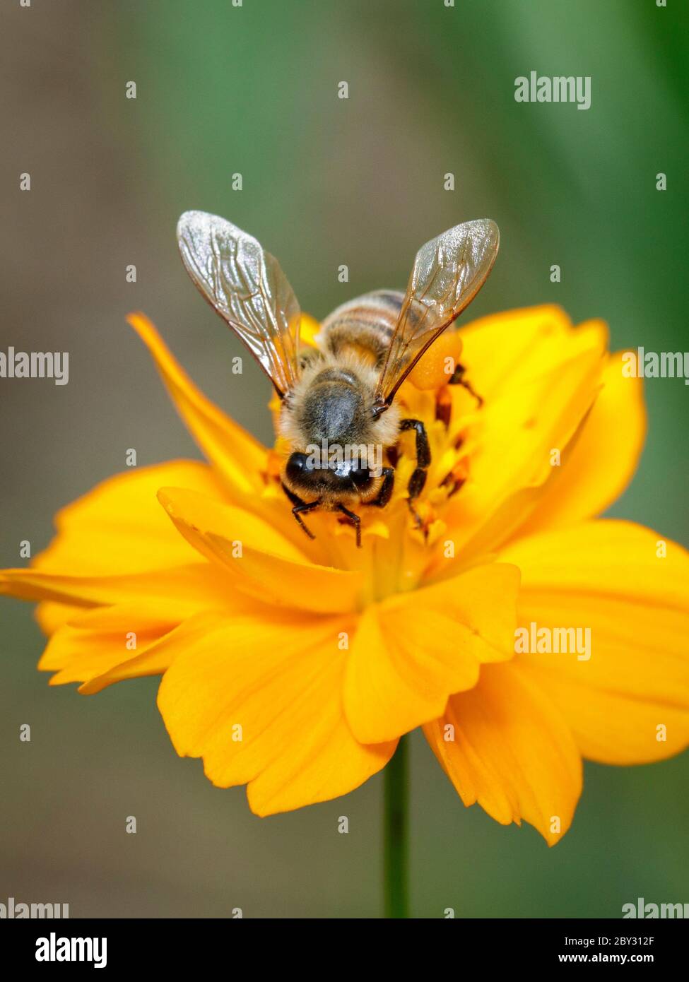 Image de l'abeille ou de l'abeille sur la fleur jaune recueille le nectar. Abeille dorée sur pollen de fleur. Insecte. Animal Banque D'Images