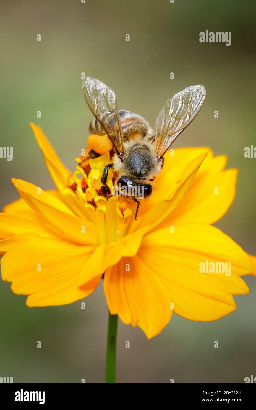 Image de l'abeille ou de l'abeille sur la fleur jaune recueille le nectar. Abeille dorée sur pollen de fleur. Insecte. Animal Banque D'Images