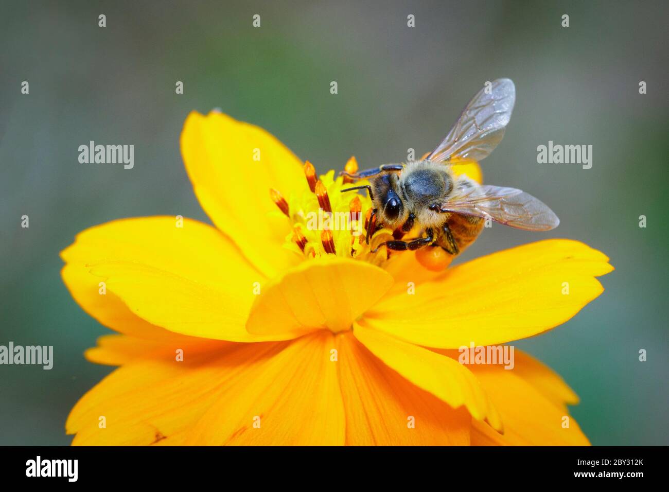 Image de l'abeille ou de l'abeille sur la fleur jaune recueille le nectar. Abeille dorée sur pollen de fleur. Insecte. Animal Banque D'Images