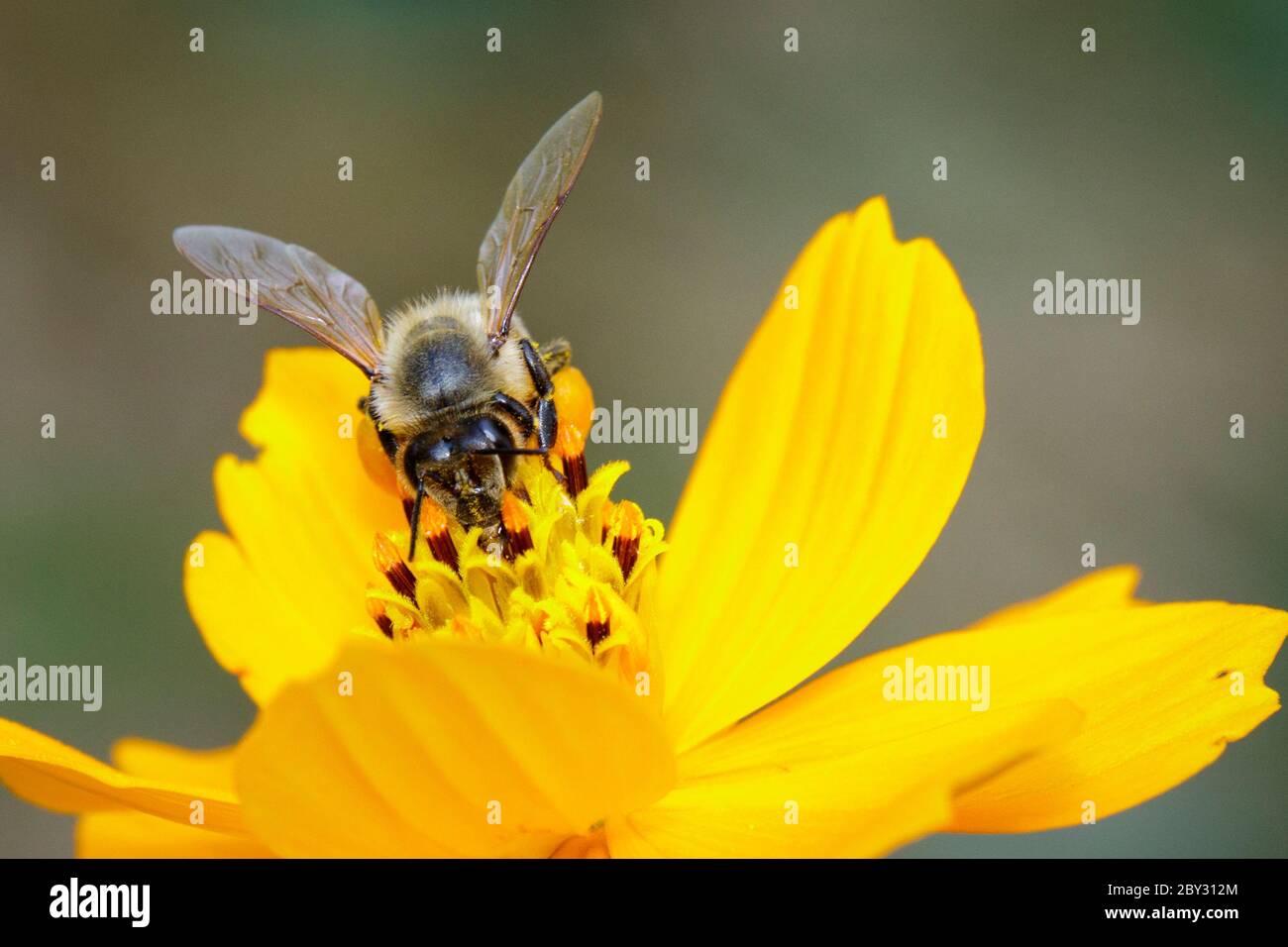 Image de l'abeille ou de l'abeille sur la fleur jaune recueille le nectar. Abeille dorée sur pollen de fleur. Insecte. Animal Banque D'Images