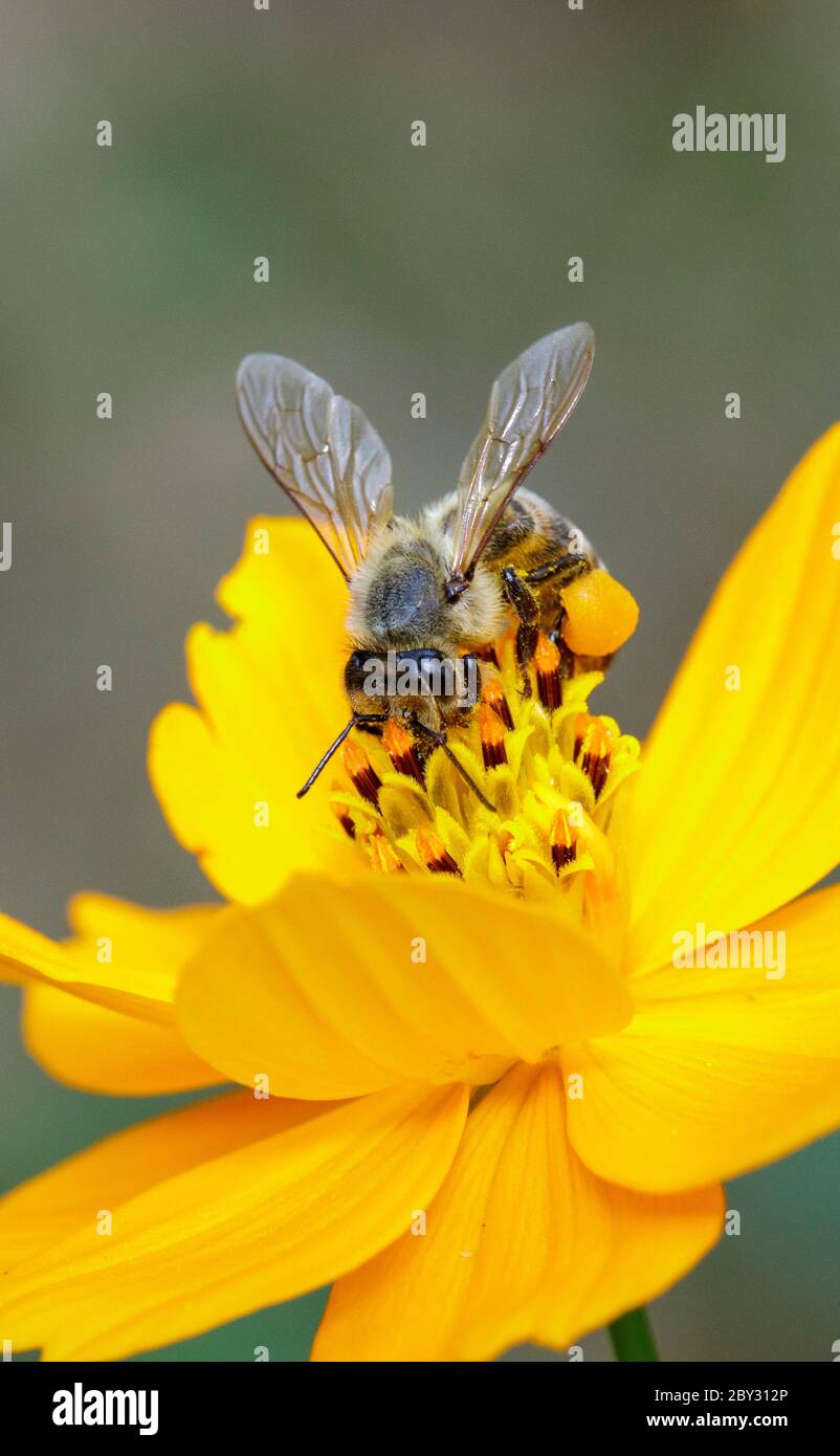 Image de l'abeille ou de l'abeille sur la fleur jaune recueille le nectar. Abeille dorée sur pollen de fleur. Insecte. Animal Banque D'Images