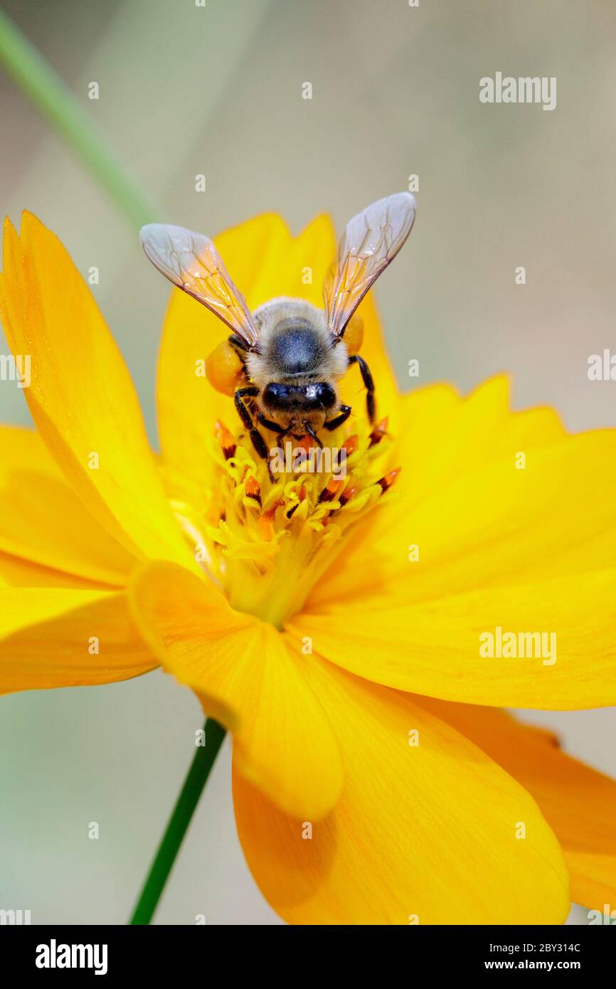 Image de l'abeille ou de l'abeille sur la fleur jaune recueille le nectar. Abeille dorée sur pollen de fleur. Insecte. Animal Banque D'Images