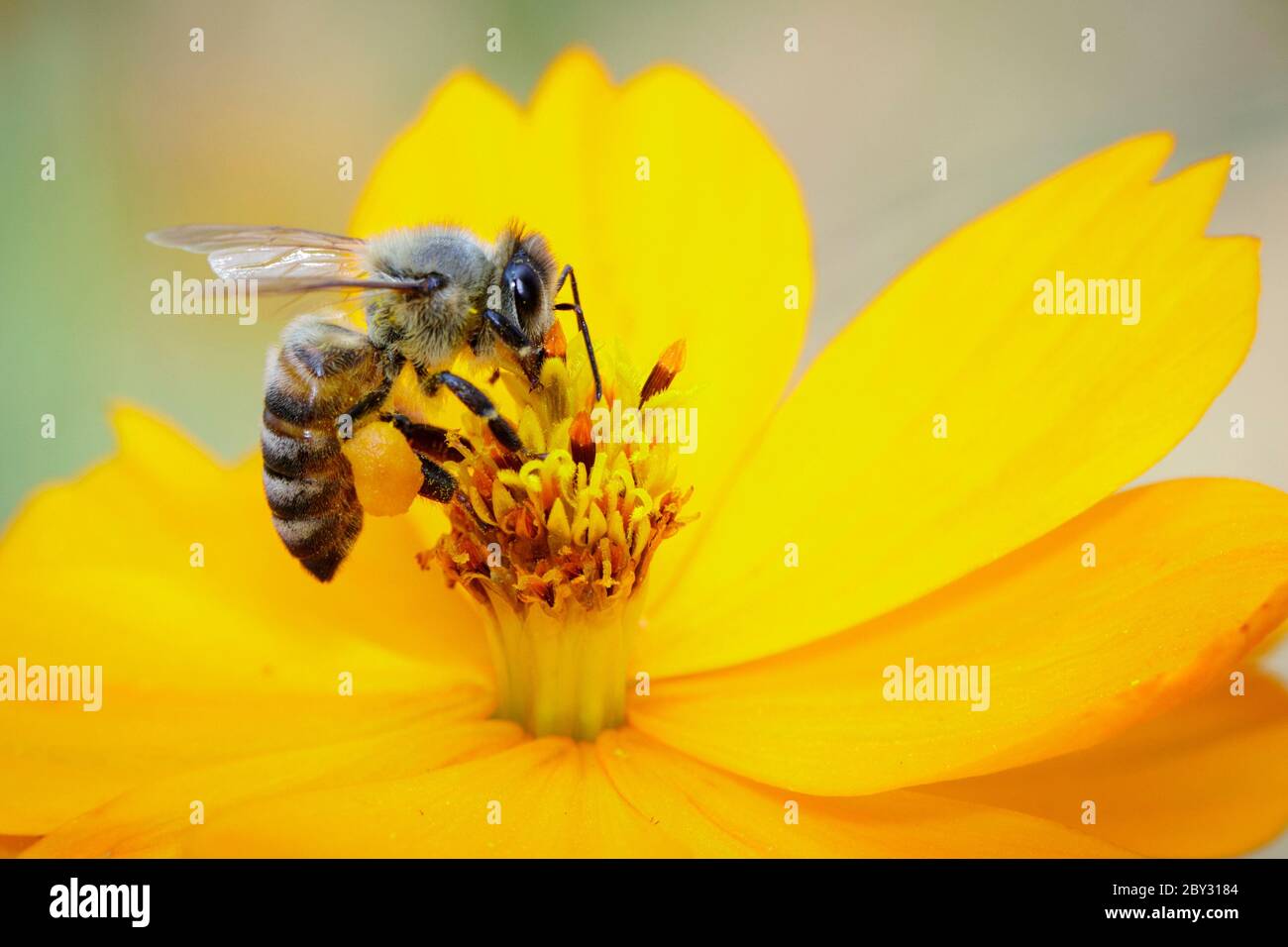 Image de l'abeille ou de l'abeille sur la fleur jaune recueille le nectar. Abeille dorée sur pollen de fleur. Insecte. Animal Banque D'Images