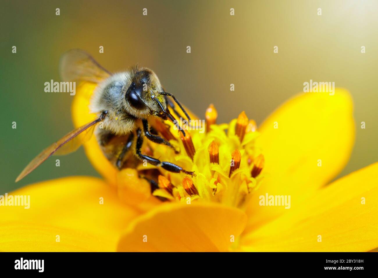Image de l'abeille ou de l'abeille sur la fleur jaune recueille le nectar. Abeille dorée sur pollen de fleur. Insecte. Animal Banque D'Images