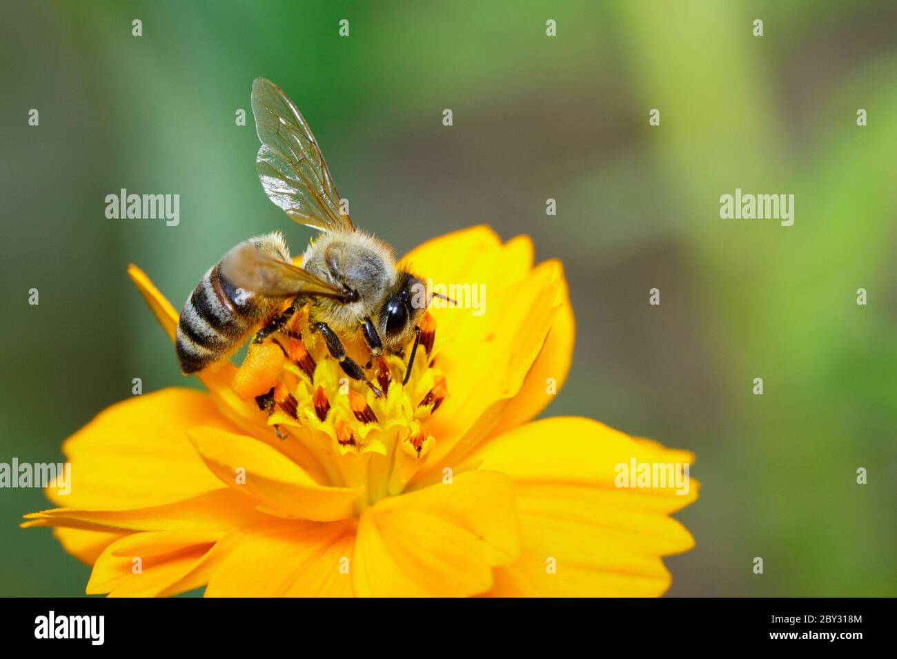 Image de l'abeille ou de l'abeille sur la fleur jaune recueille le nectar. Abeille dorée sur pollen de fleur. Insecte. Animal Banque D'Images
