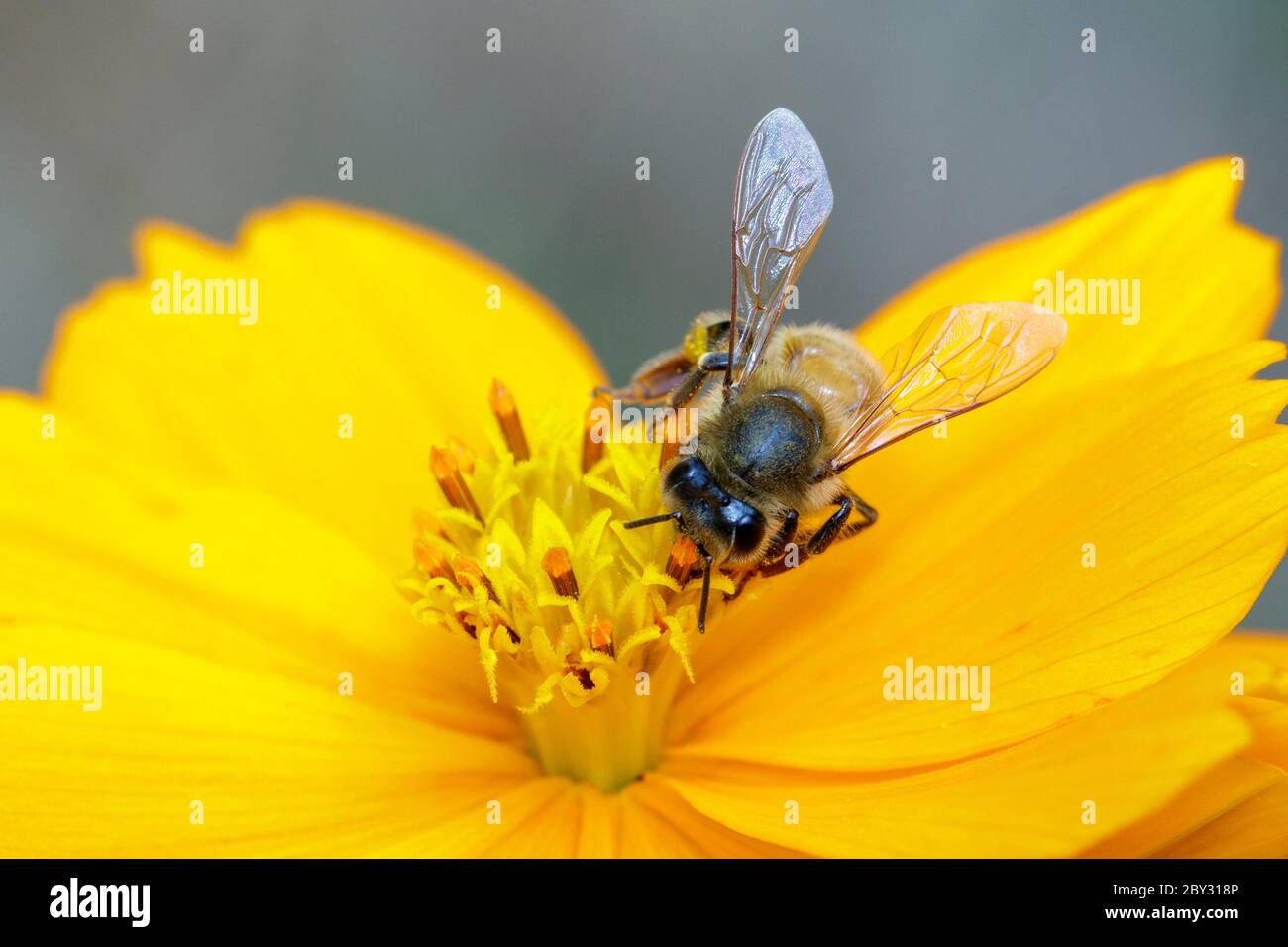Image de l'abeille ou de l'abeille sur la fleur jaune recueille le nectar. Abeille dorée sur pollen de fleur. Insecte. Animal Banque D'Images