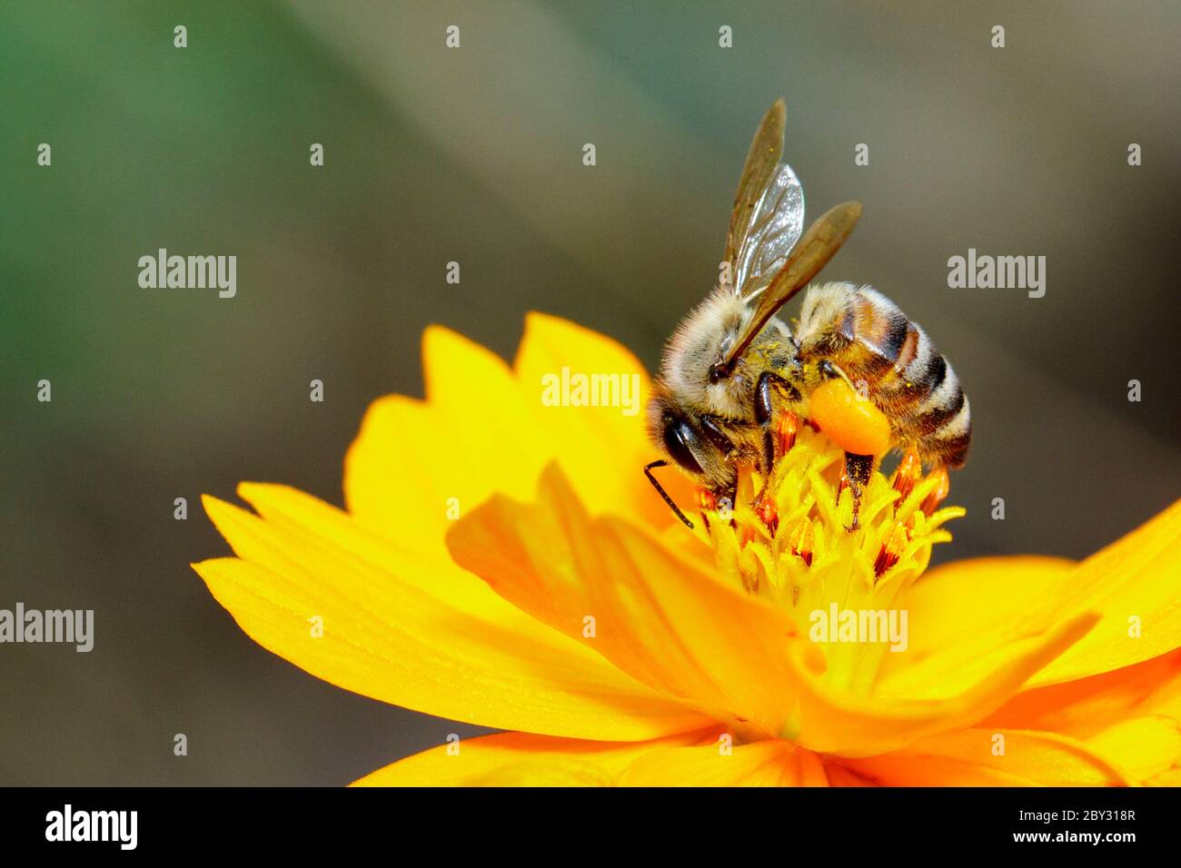Image de l'abeille ou de l'abeille sur la fleur jaune recueille le nectar. Abeille dorée sur pollen de fleur. Insecte. Animal Banque D'Images