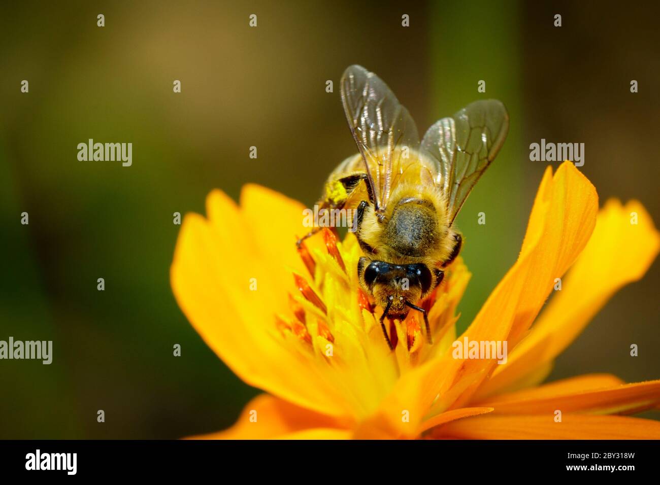 Image de l'abeille ou de l'abeille sur la fleur jaune recueille le nectar. Abeille dorée sur pollen de fleur. Insecte. Animal Banque D'Images