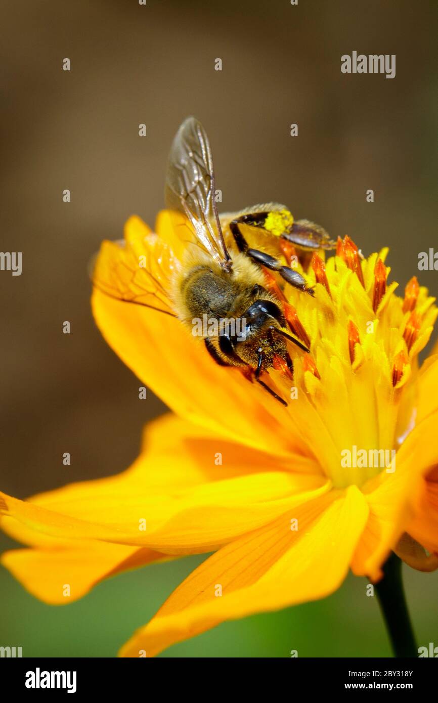 Image de l'abeille ou de l'abeille sur la fleur jaune recueille le nectar. Abeille dorée sur pollen de fleur. Insecte. Animal Banque D'Images