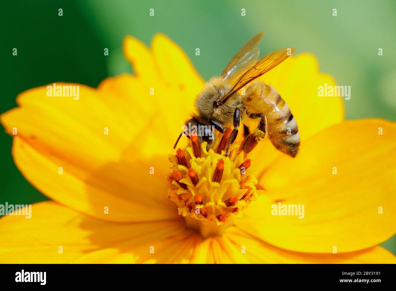 Image de l'abeille ou de l'abeille sur la fleur jaune recueille le nectar. Abeille dorée sur pollen de fleur. Insecte. Animal Banque D'Images
