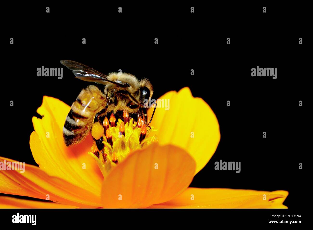 Image de l'abeille ou de l'abeille sur la fleur jaune recueille le nectar. Abeille dorée sur pollen de fleur. Insecte. Animal Banque D'Images