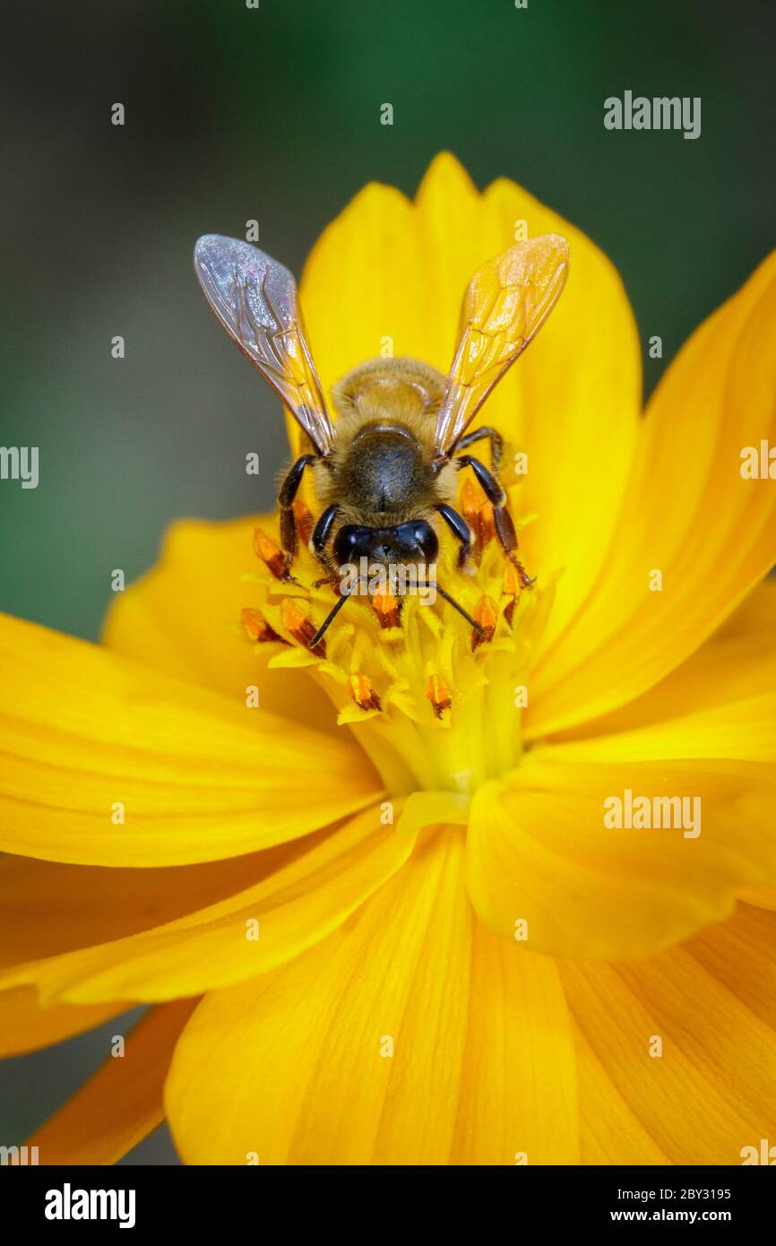 Image de l'abeille ou de l'abeille sur la fleur jaune recueille le nectar. Abeille dorée sur pollen de fleur. Insecte. Animal Banque D'Images