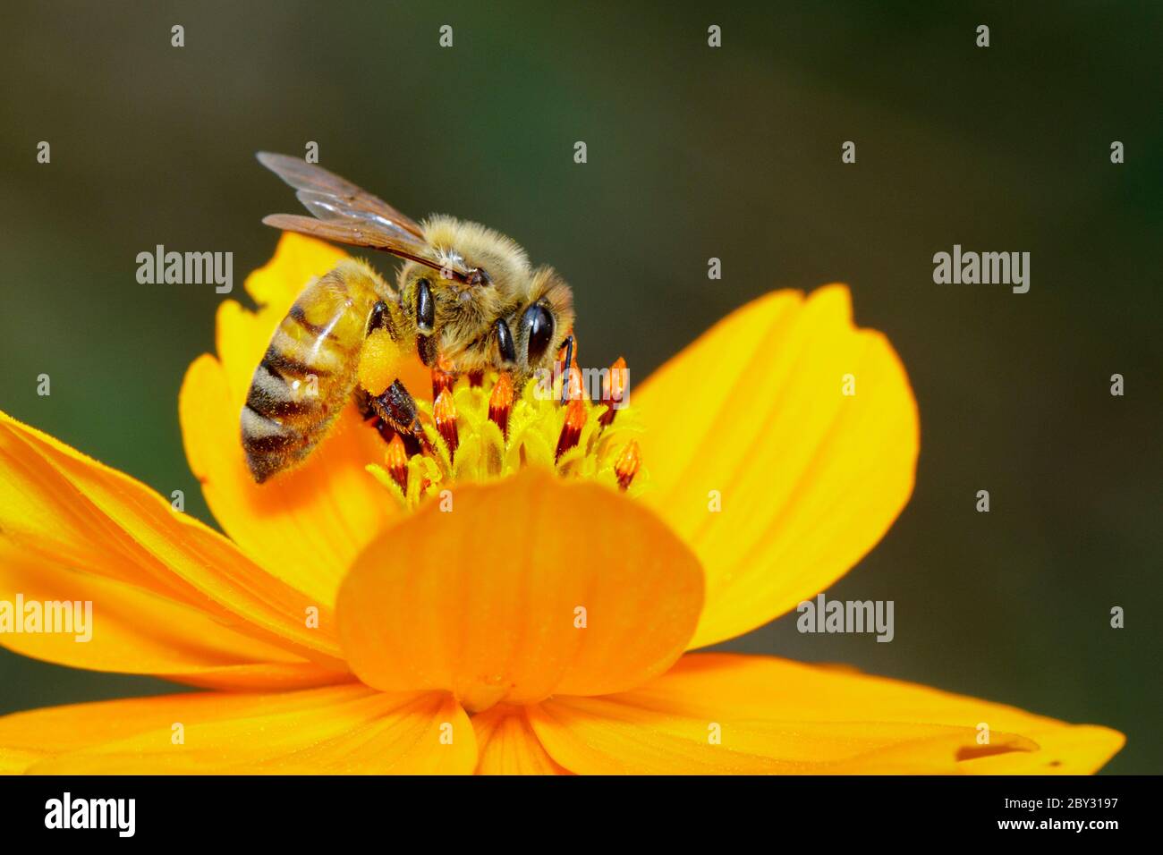 Image de l'abeille ou de l'abeille sur la fleur jaune recueille le nectar. Abeille dorée sur pollen de fleur. Insecte. Animal Banque D'Images