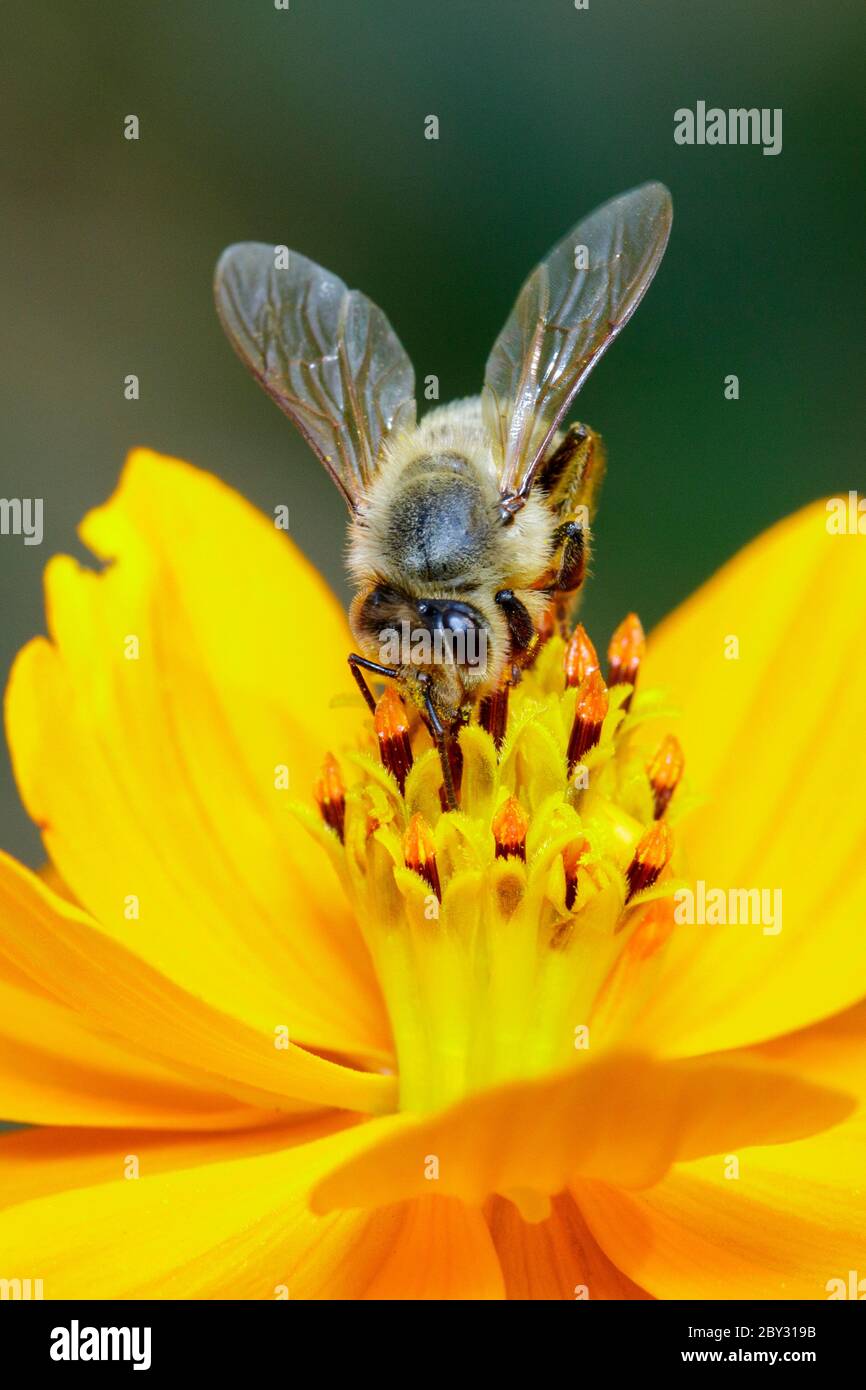 Image de l'abeille ou de l'abeille sur la fleur jaune recueille le nectar. Abeille dorée sur pollen de fleur. Insecte. Animal Banque D'Images