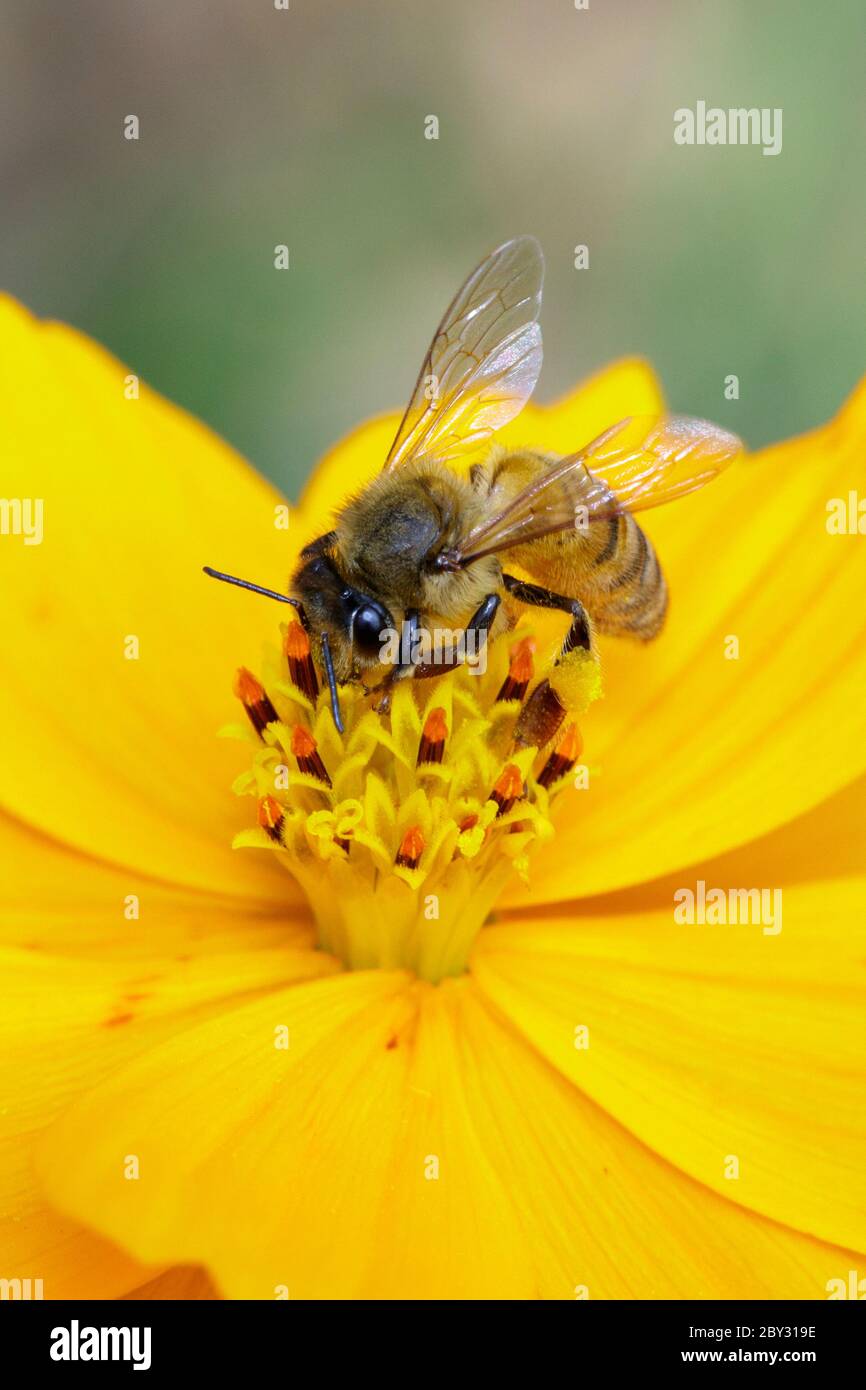 Image de l'abeille ou de l'abeille sur la fleur jaune recueille le nectar. Abeille dorée sur pollen de fleur. Insecte. Animal Banque D'Images
