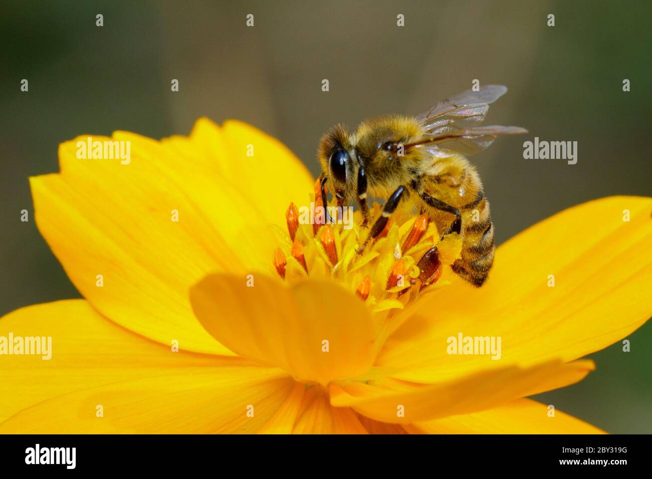 Image de l'abeille ou de l'abeille sur la fleur jaune recueille le nectar. Abeille dorée sur pollen de fleur. Insecte. Animal Banque D'Images