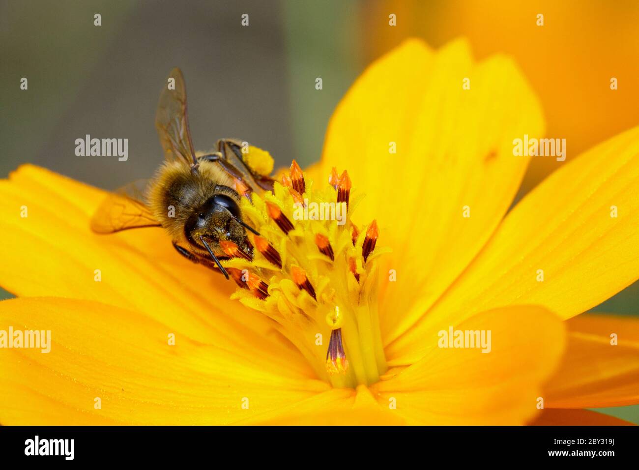 Image de l'abeille ou de l'abeille sur la fleur jaune recueille le nectar. Abeille dorée sur pollen de fleur. Insecte. Animal Banque D'Images