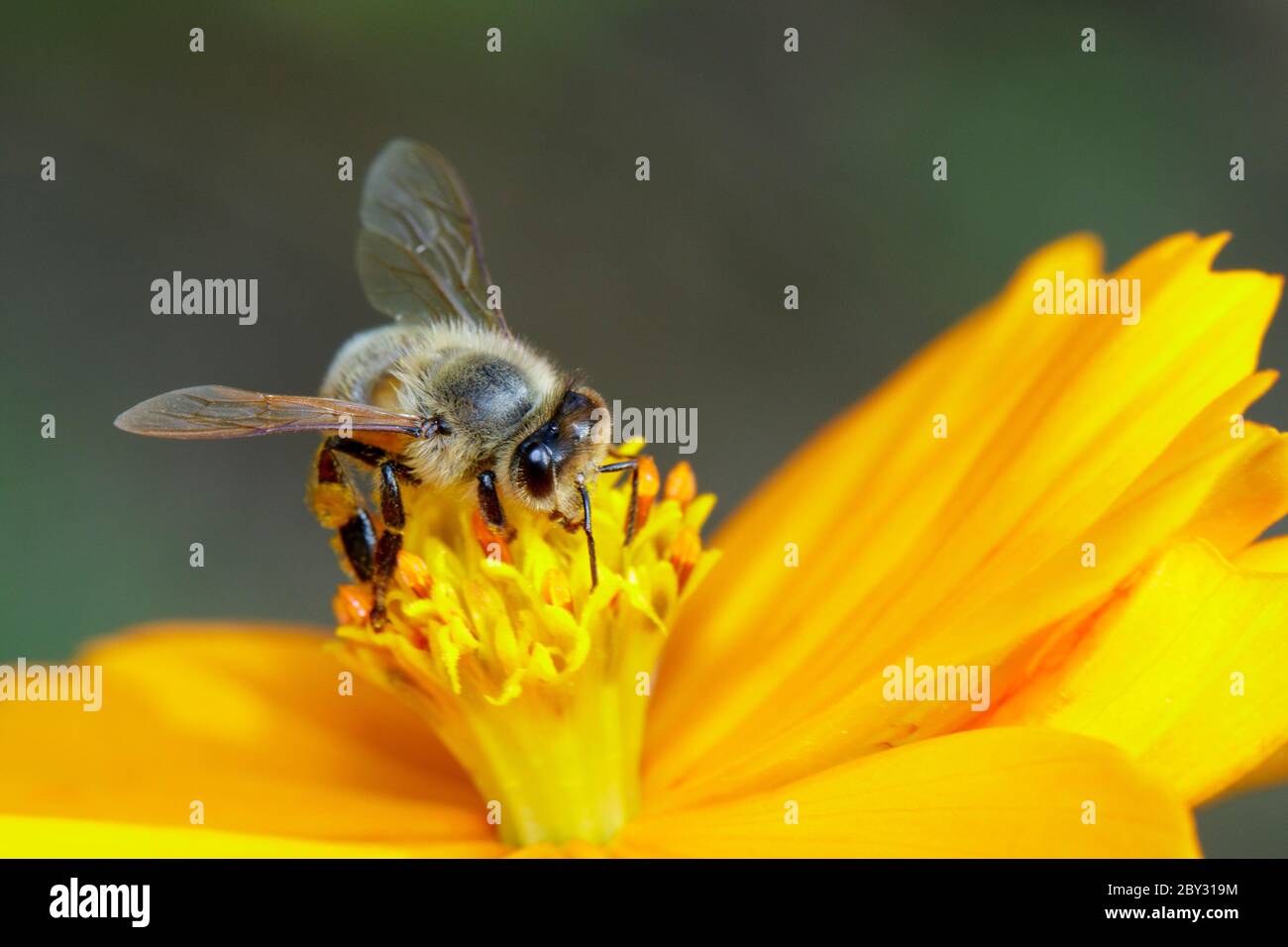 Image de l'abeille ou de l'abeille sur la fleur jaune recueille le nectar. Abeille dorée sur pollen de fleur. Insecte. Animal Banque D'Images