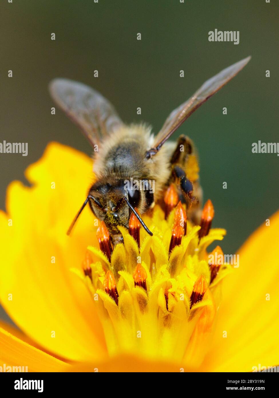 Image de l'abeille ou de l'abeille sur la fleur jaune recueille le nectar. Abeille dorée sur pollen de fleur. Insecte. Animal Banque D'Images