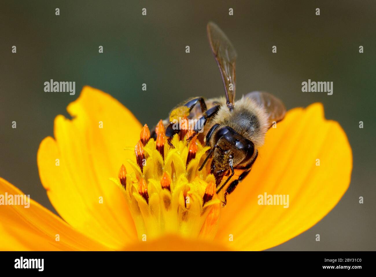 Image de l'abeille ou de l'abeille sur la fleur jaune recueille le nectar. Abeille dorée sur pollen de fleur. Insecte. Animal Banque D'Images