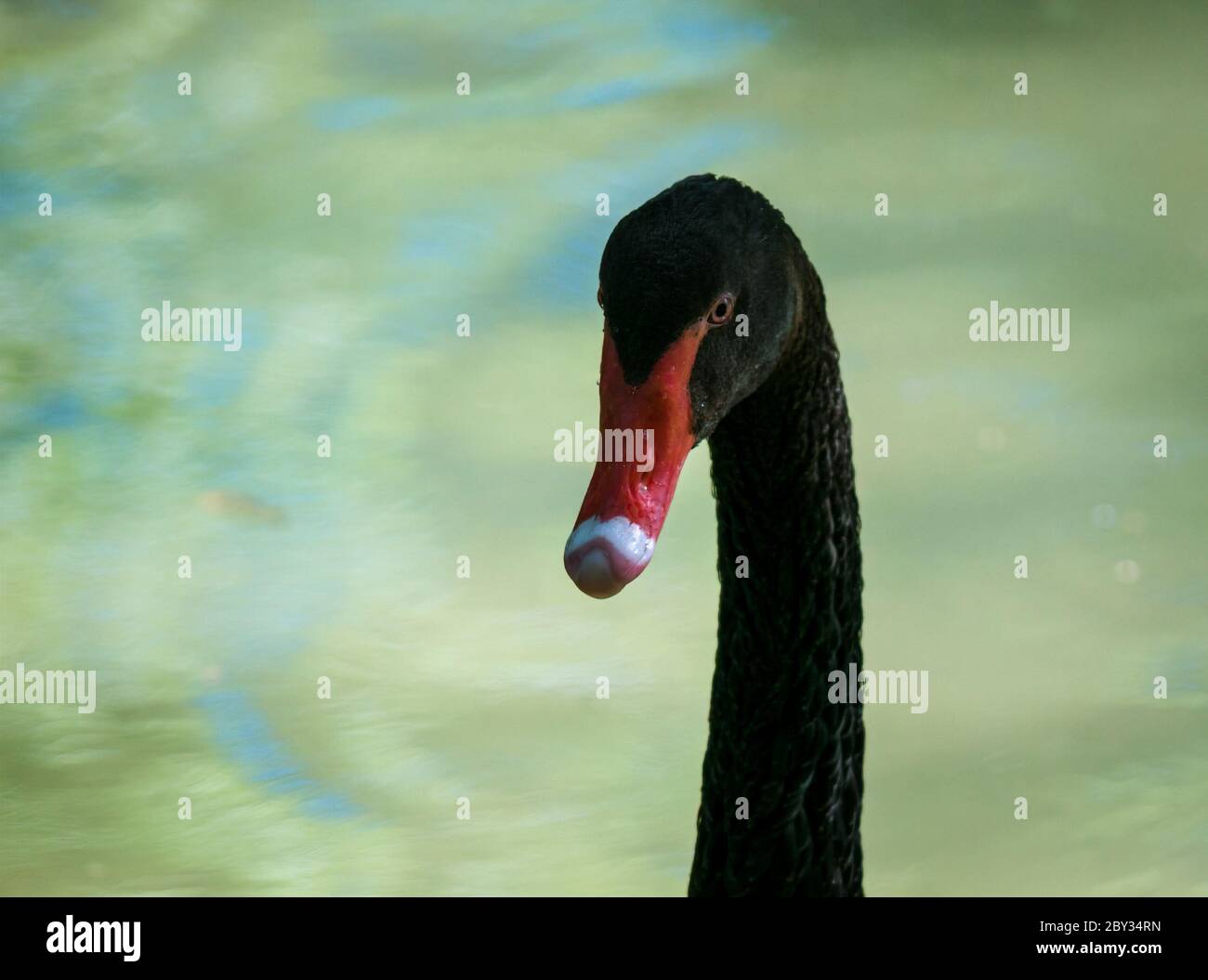 Gros plan avec la tête et le cou d'un cygne noir sur un arrière-plan flou. Banque D'Images