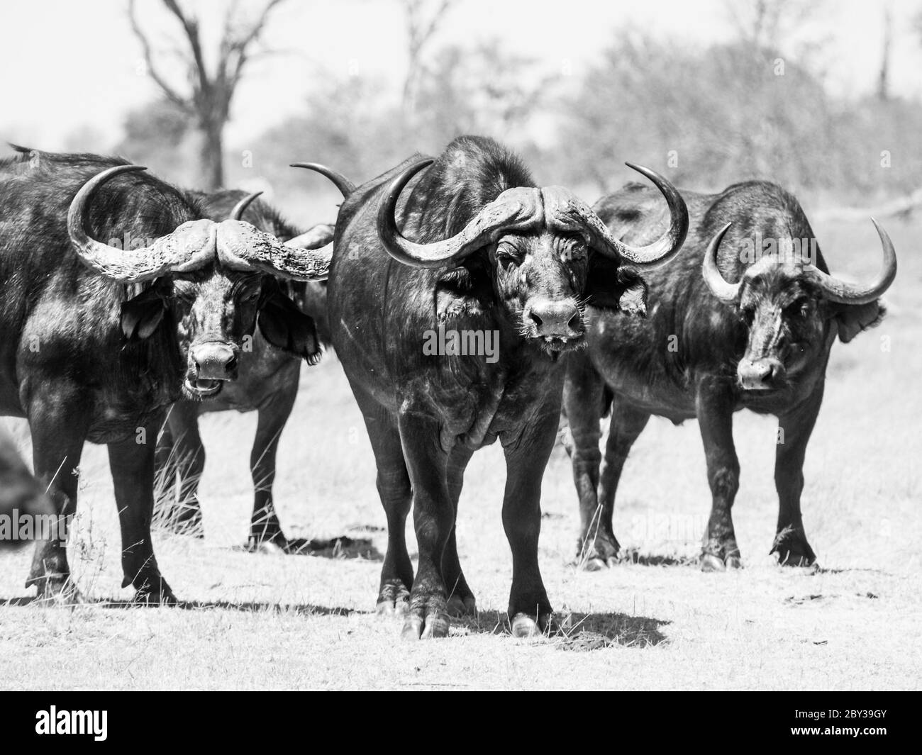 Buffle du cap africain au milieu du troupeau, delta de l'Okavango, Botswana. Image en noir et blanc. Banque D'Images