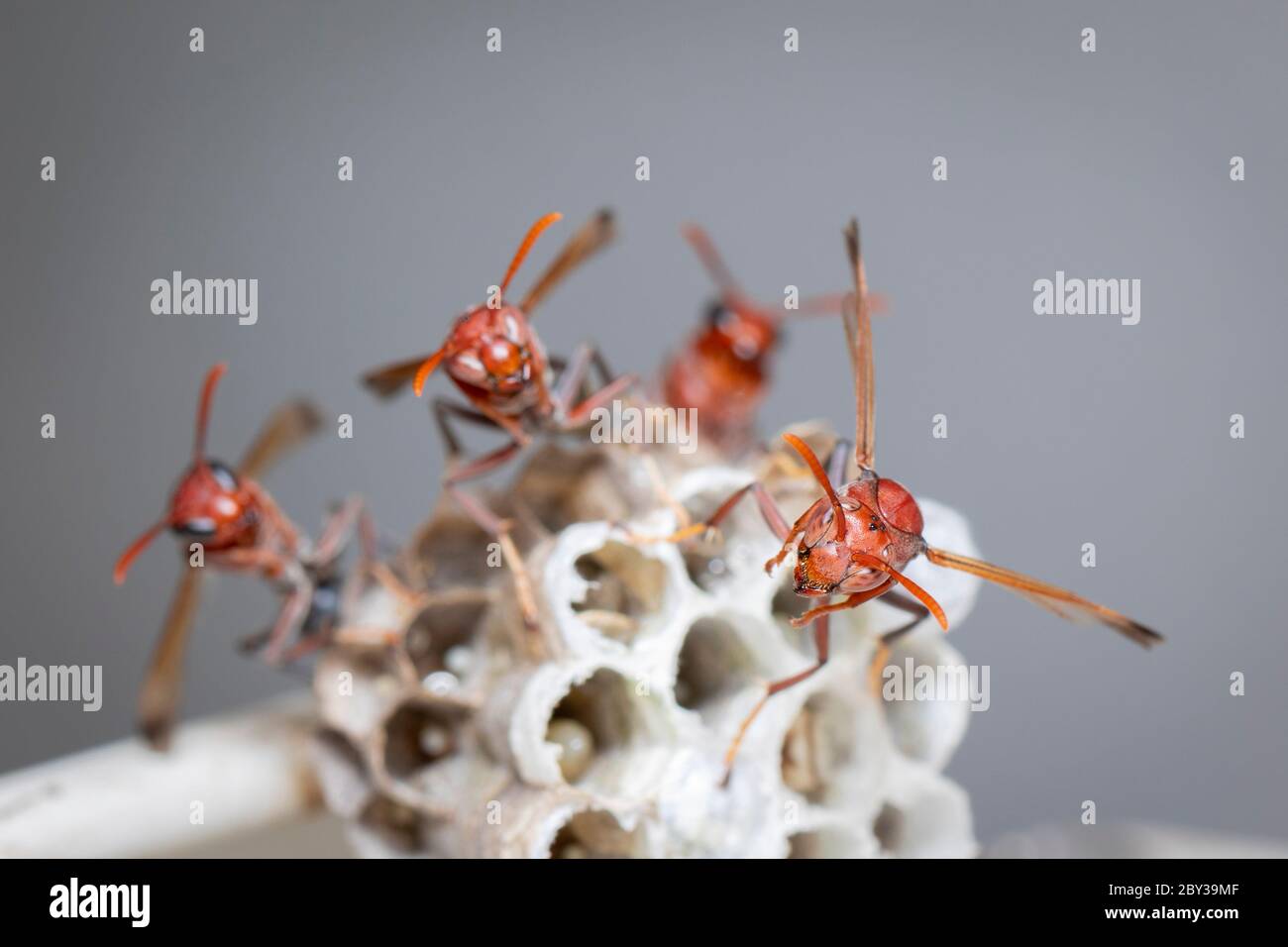 Image de la guêpe à papier commun / Ropalidia fasciata et guêpe nichent sur fond de nature. Insecte. Animal Banque D'Images
