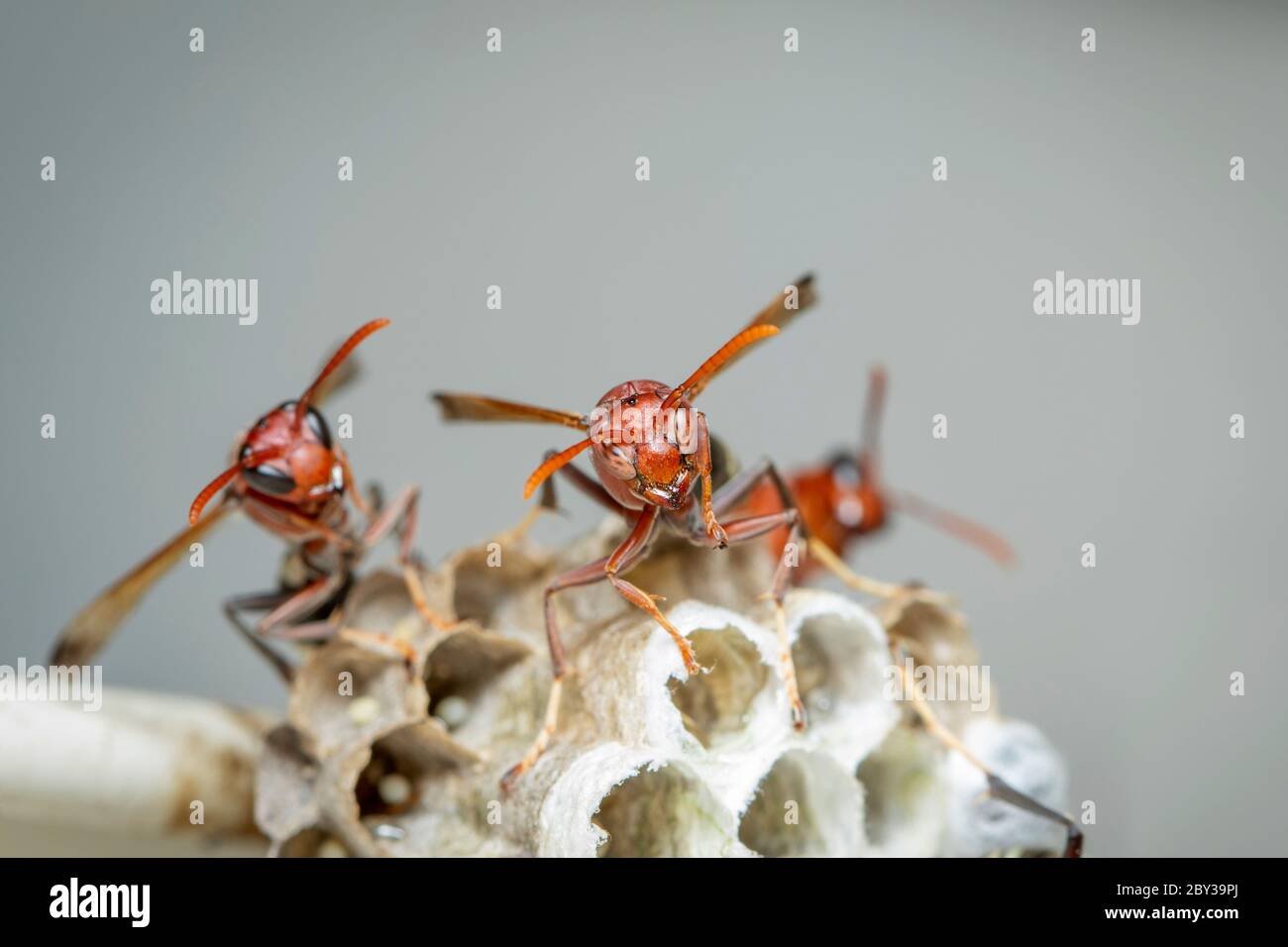 Image de la guêpe à papier commun / Ropalidia fasciata et guêpe nichent sur fond de nature. Insecte. Animal Banque D'Images