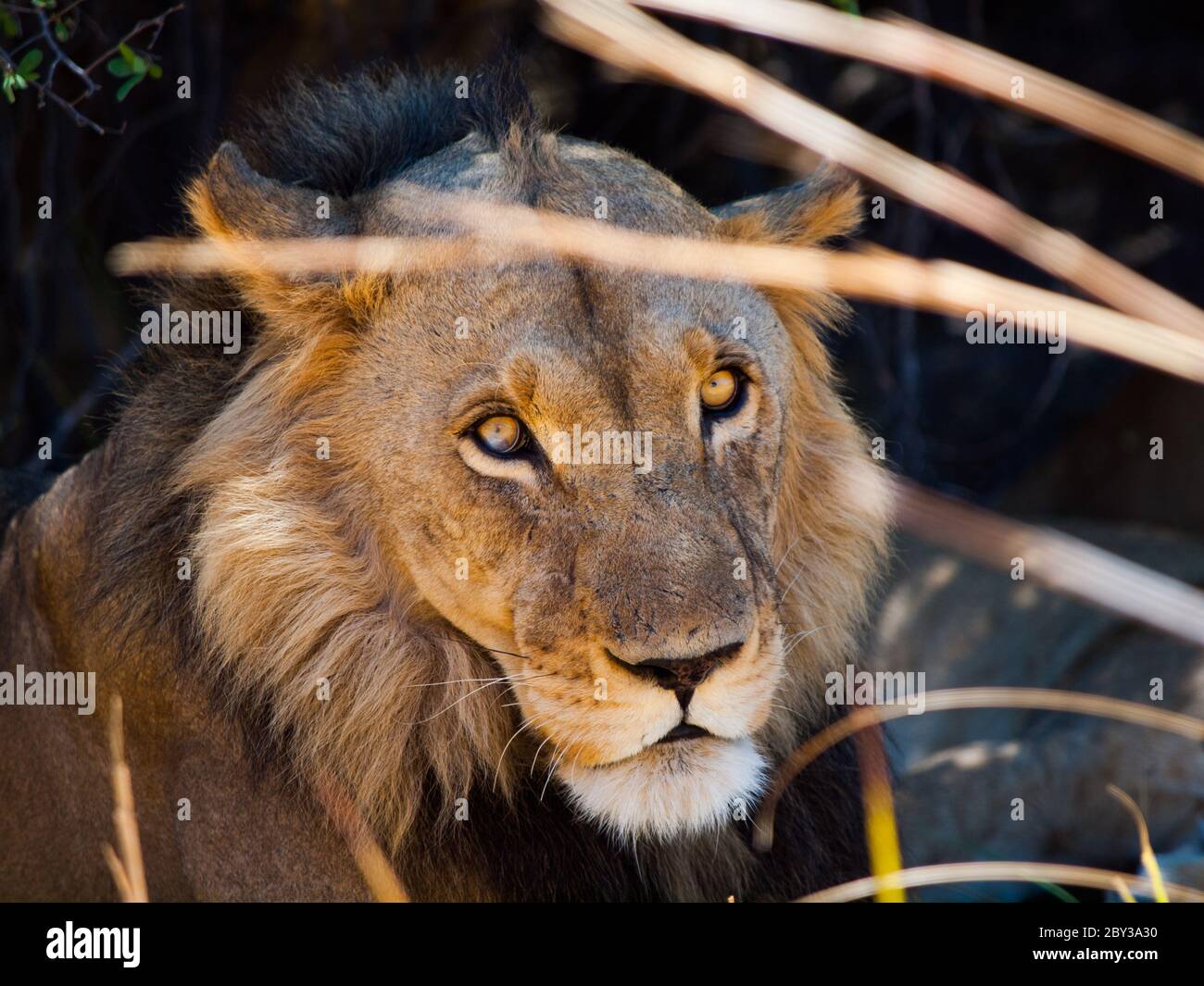 Lion à midi temps de repos relaxant dans l'ombre Banque D'Images