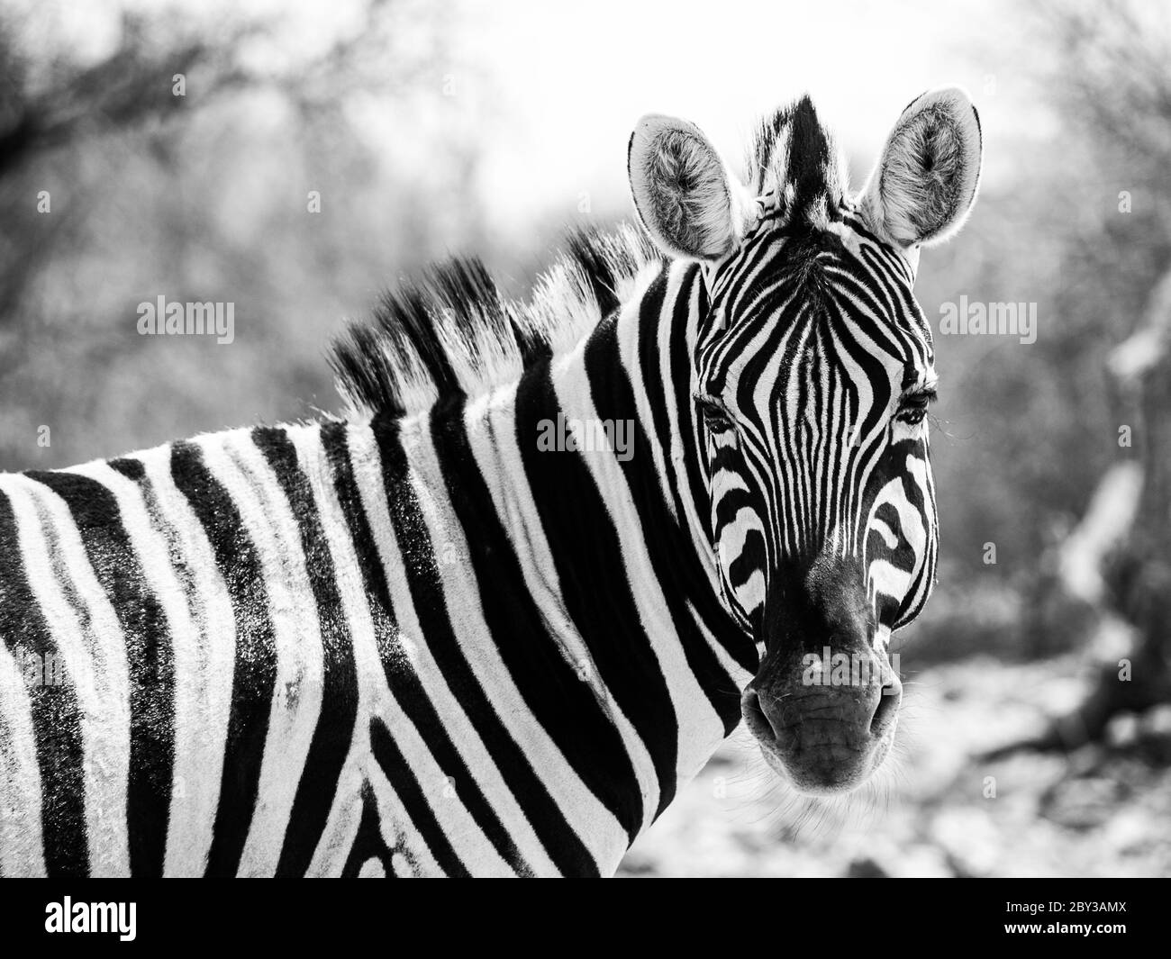 Zebre noir et blanc Banque de photographies et d images haute