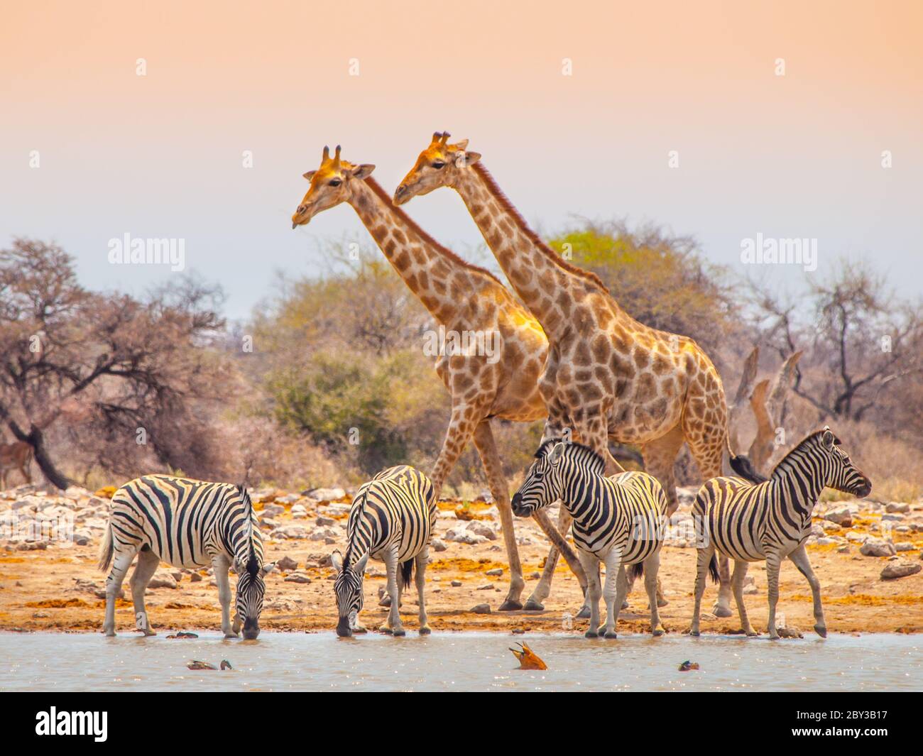 Deux girafes et quatre zèbres au trou d'eau du parc national d'Etosha, en Namibie Banque D'Images