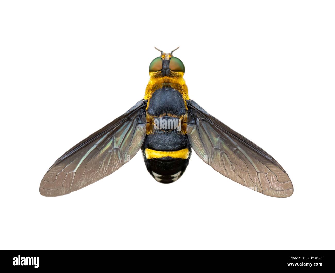 Image de l'aéroglisseur (Syrphidae) isolé sur fond blanc. Insecte. Animaux. Banque D'Images