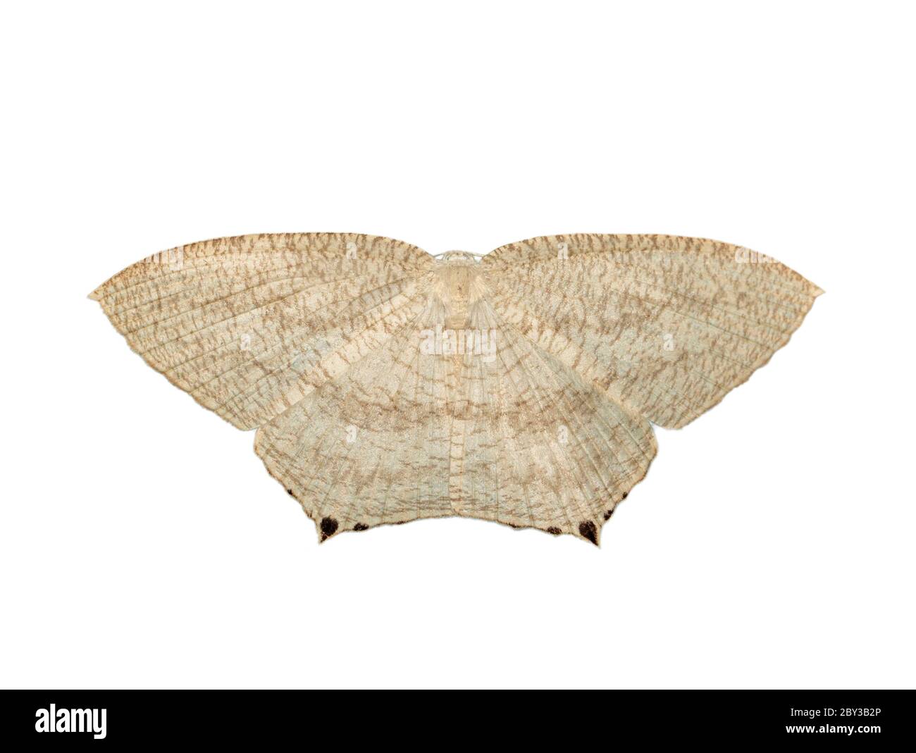 Image de papillon à ailes plates pointues (Micronia aculeata) isolé sur fond blanc. Insecte. Animaux. Banque D'Images