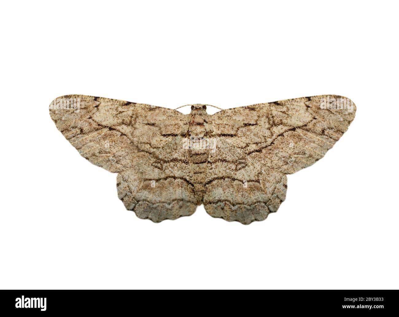 Image de la teigne brune (Nannoarctia tripartita) isolée sur fond blanc. Insecte. Animaux. Banque D'Images