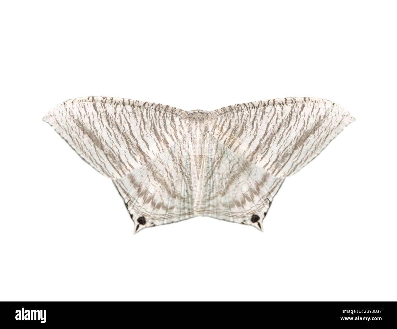 Image de papillon à ailes plates pointues (Micronia aculeata) isolé sur fond blanc. Insecte. Animaux. Banque D'Images