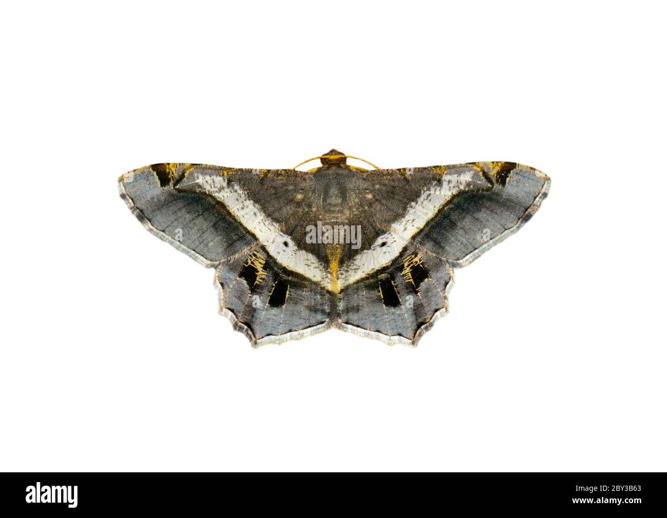 Image de papillon ou de papillon (semiothisa eleonora) isolé sur fond blanc. Insecte. Animaux. Banque D'Images