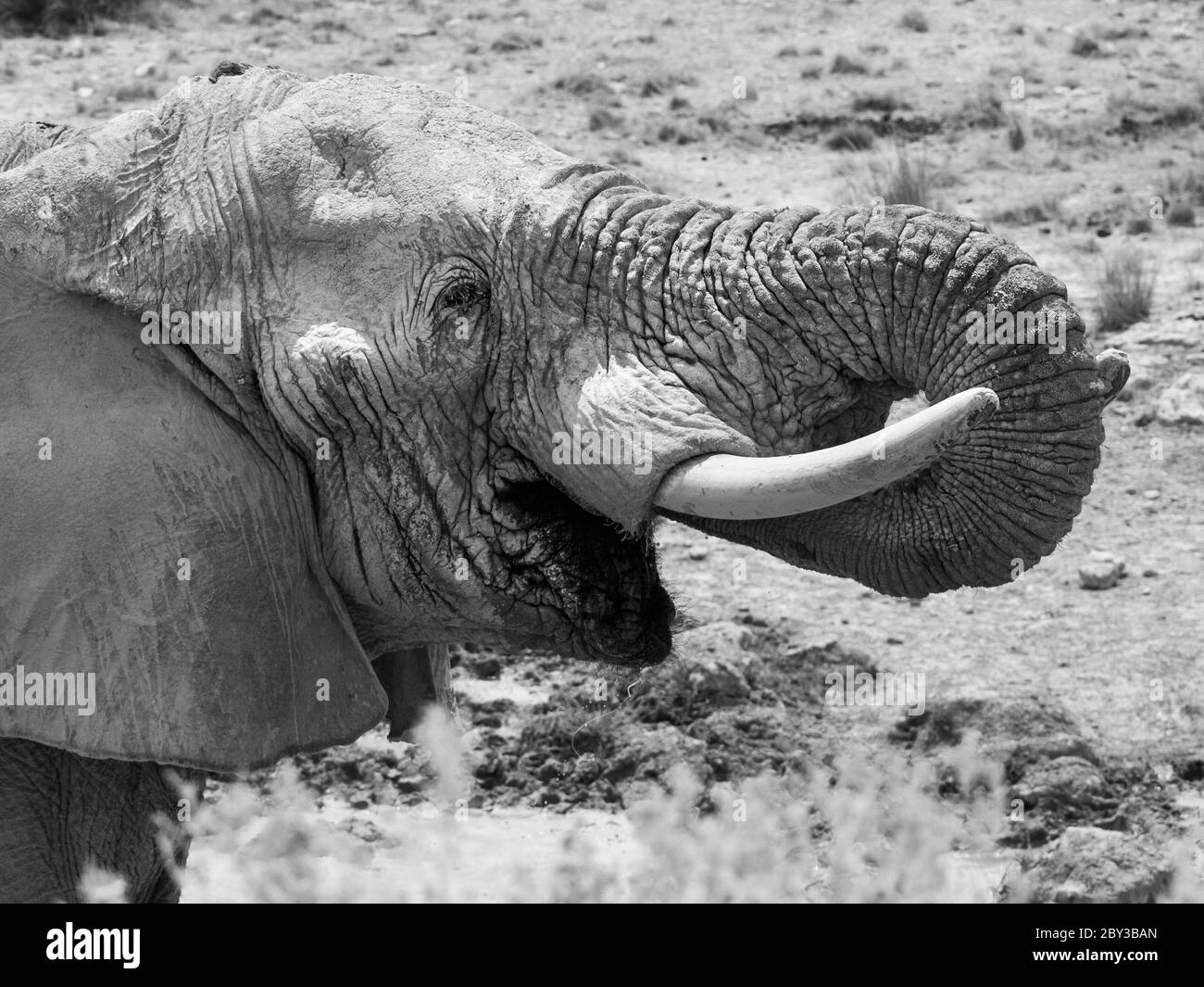 Vue détaillée de l'eau potable de l'éléphant d'afrique. Banque D'Images