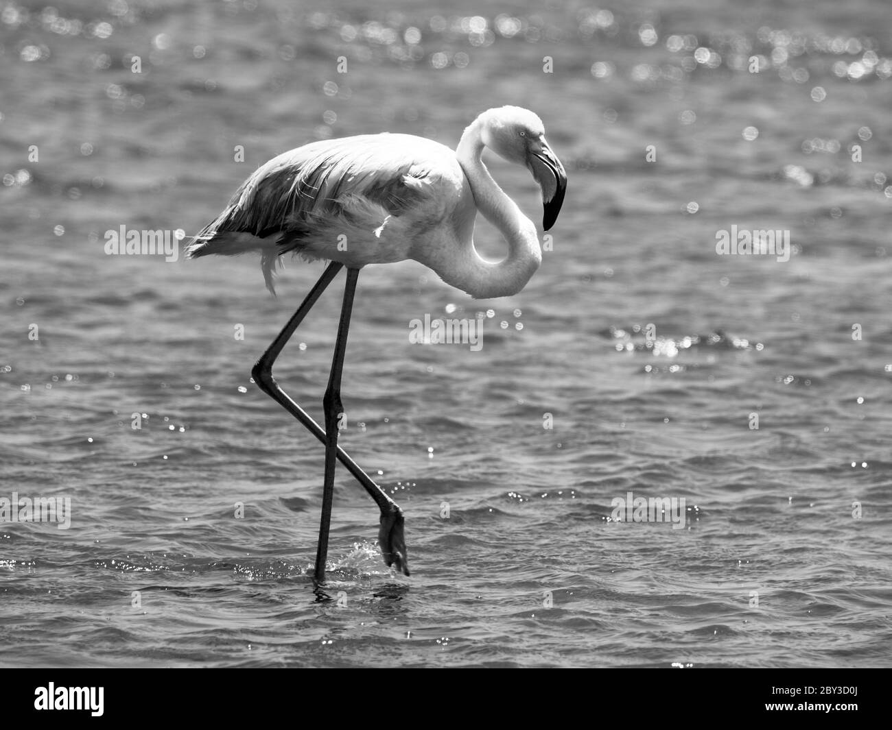 Flamingo Walk dans les eaux peu profondes, Walvis Bay, Namibie. Image en noir et blanc. Banque D'Images