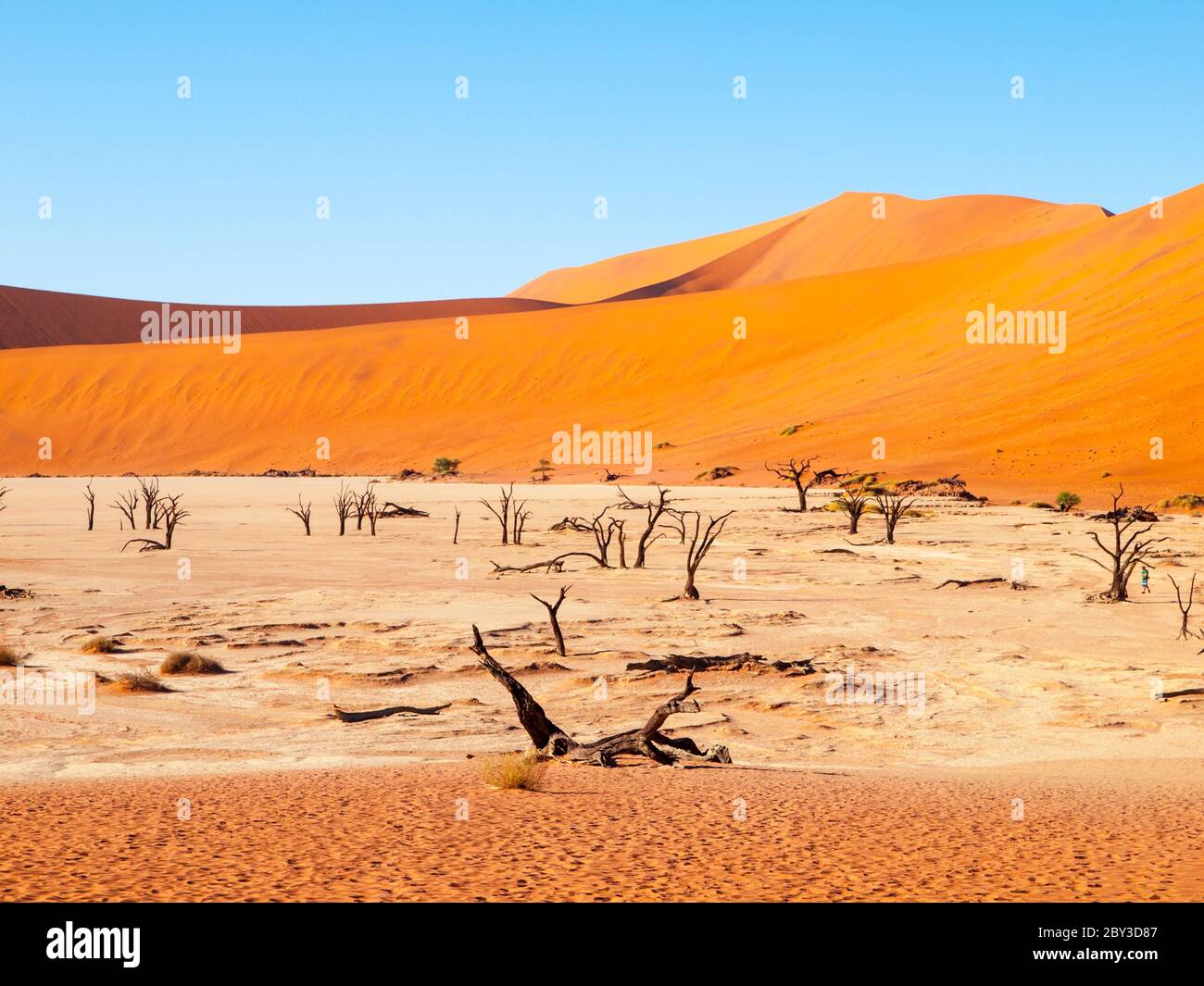 Ornes de chameaux morts dans la poêle sèche Deadvlei au milieu des dunes rouges du désert du Namib, près de Sossusvlei, parc national Namib-Naukluft, Namibie, Afrique. Banque D'Images