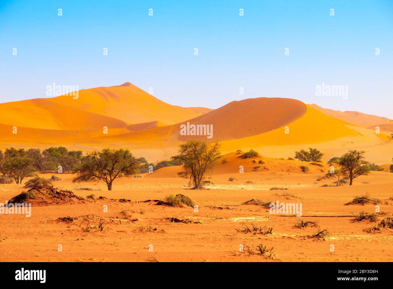 Dunes rouges du désert du Namib près de Sossusvlei, alias Sossus Vlei, Parc national du Namib-Naukluft, Namibie, Afrique. Banque D'Images