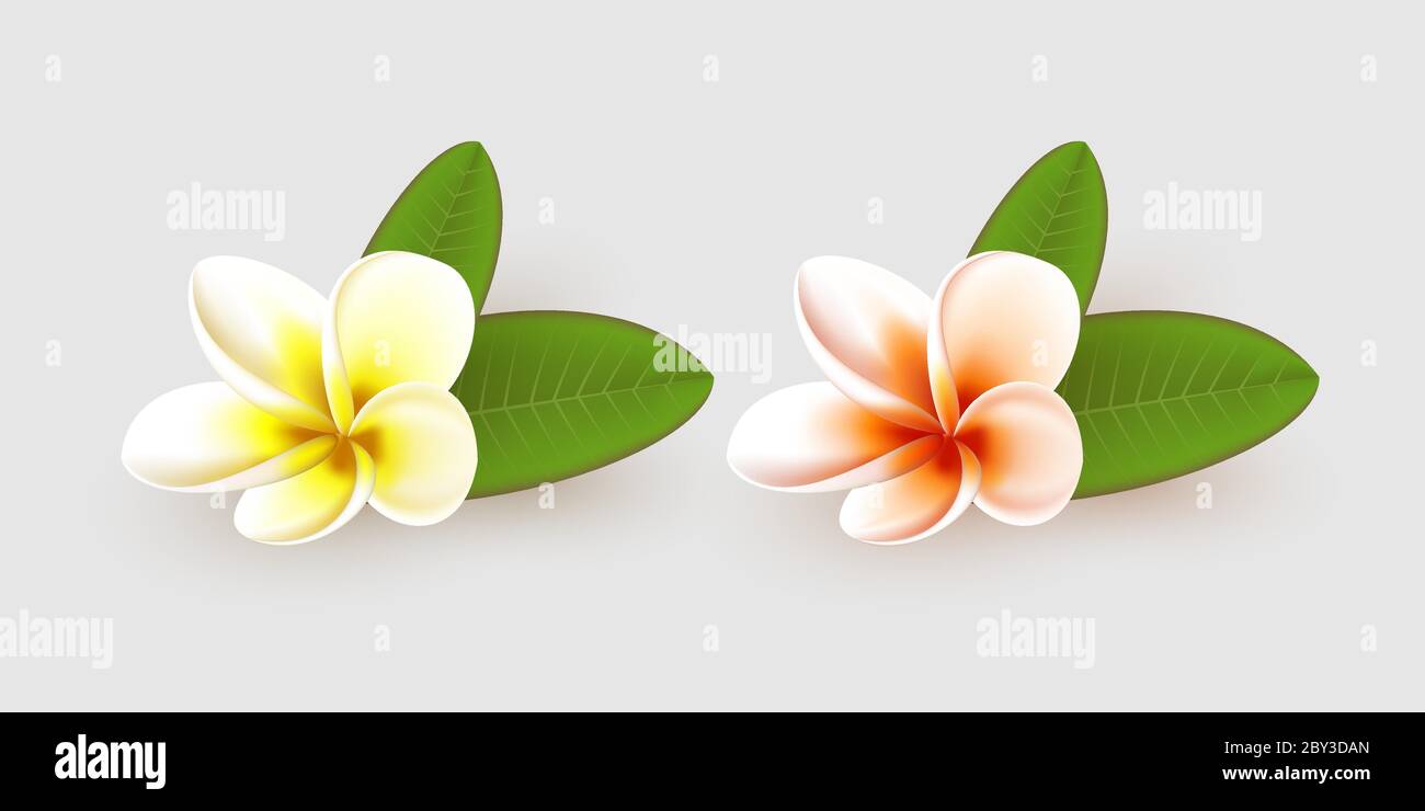 Plumeria fleur avec des feuilles sur fond blanc. Illustration de Vecteur