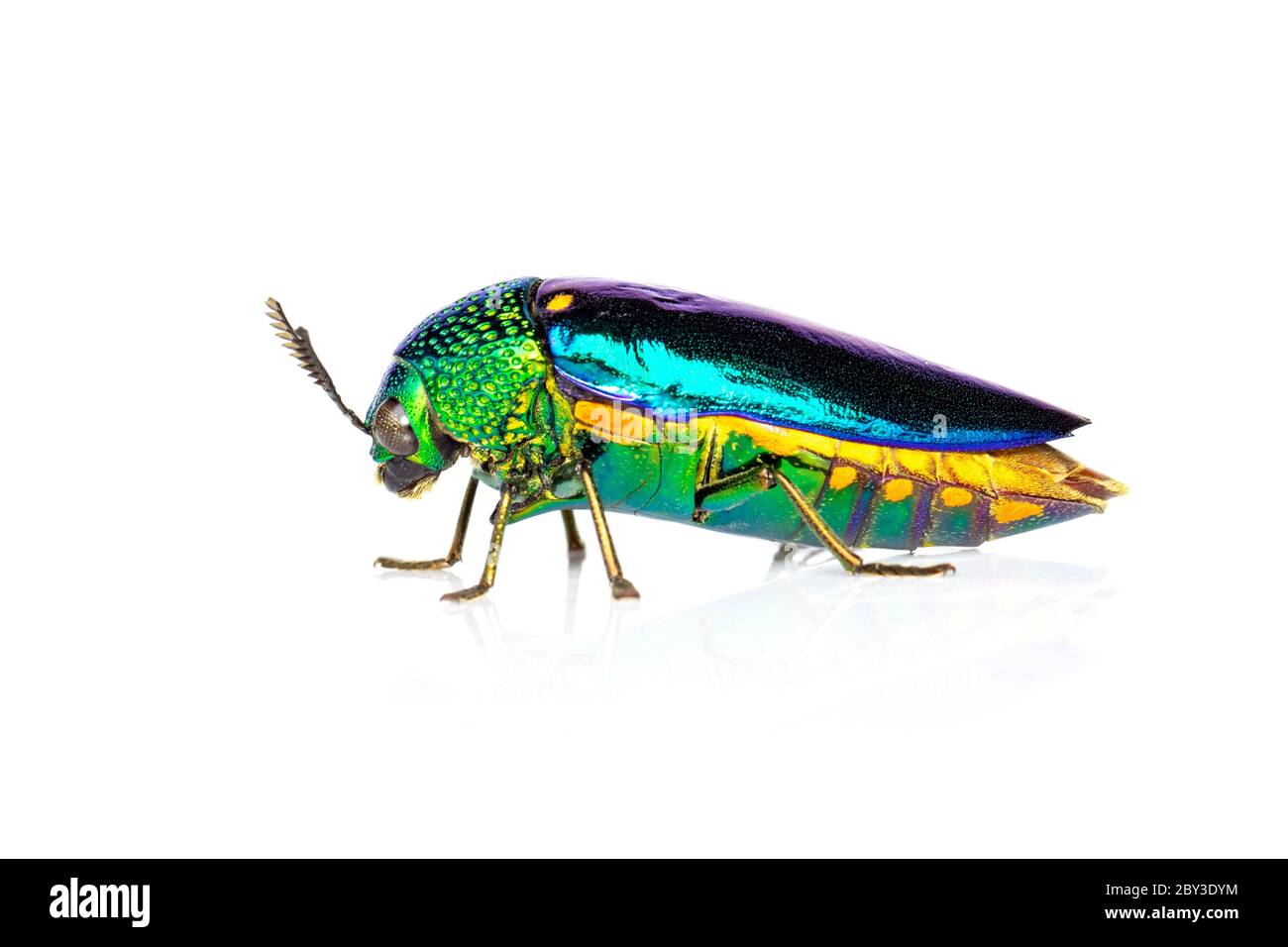 Image du coléoptère métallique à pattes vertes (Sternocera aequisignata) ou du coléoptère des joyaux ou du coléoptère métallique à bois sur fond blanc. Insecte. Animal. Banque D'Images