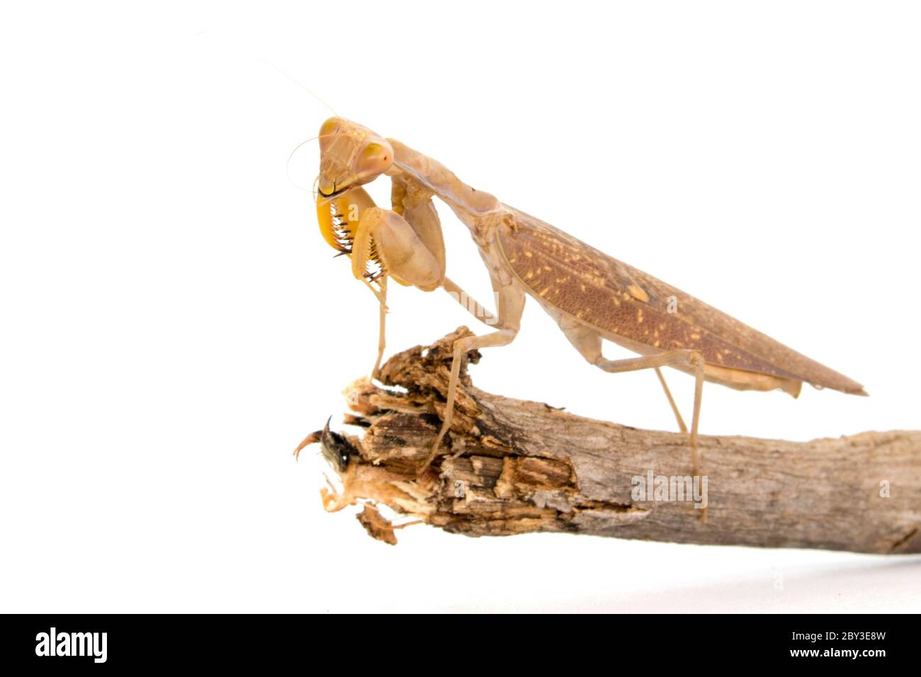 Image de mantis bruns sur fond blanc. Insecte. Banque D'Images