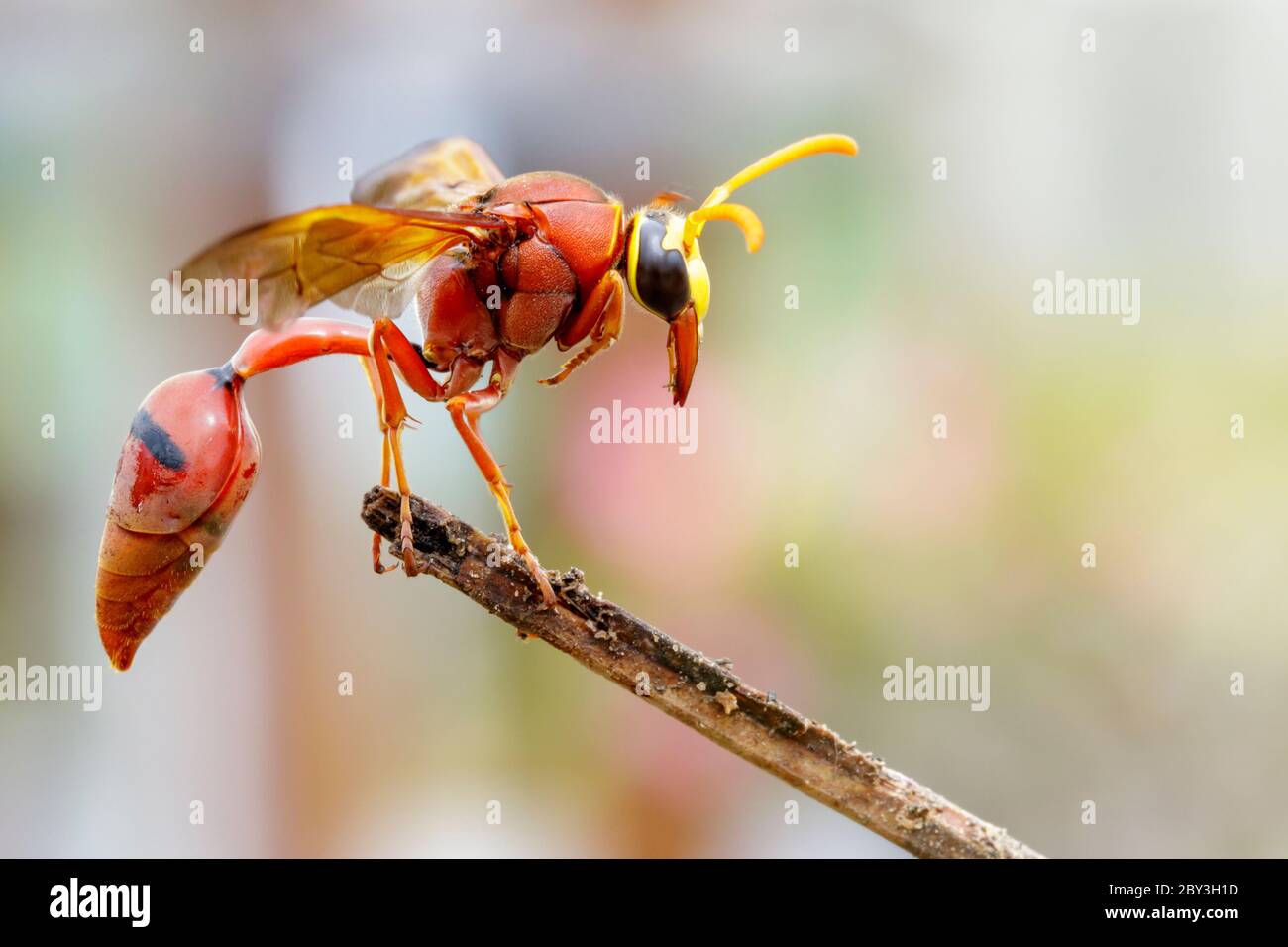 Image de la guêpe poteuse (Delta sp, Eumeninae) sur les branches sèches. Insecte animal Banque D'Images